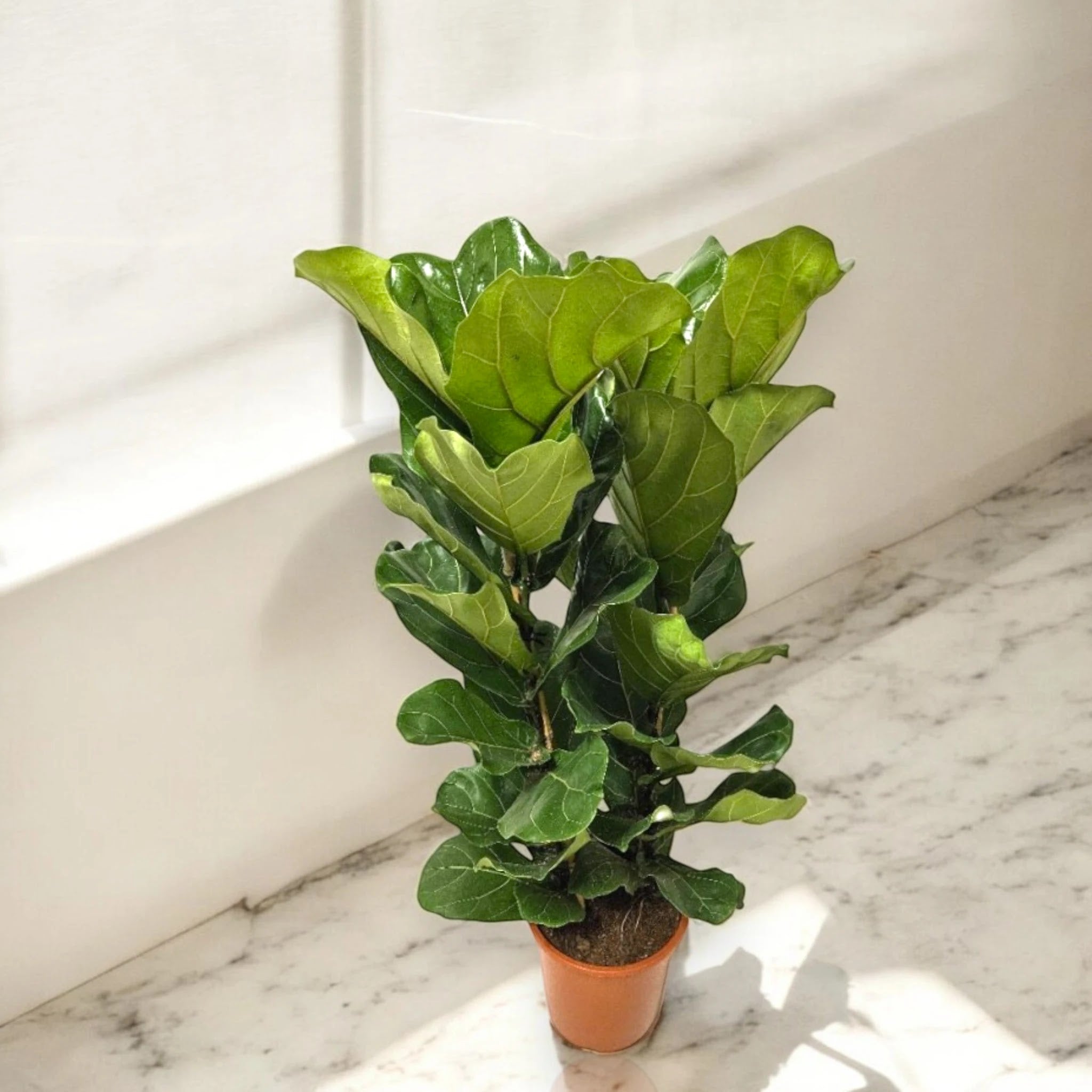 Ficus lyrata