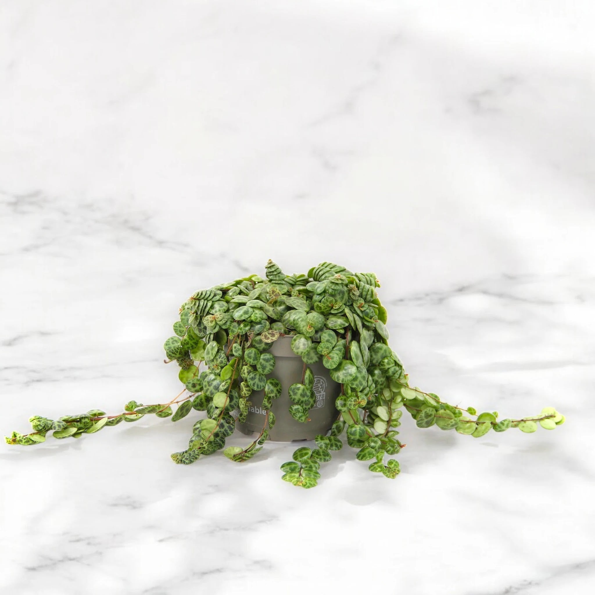 Peperomia prostrata