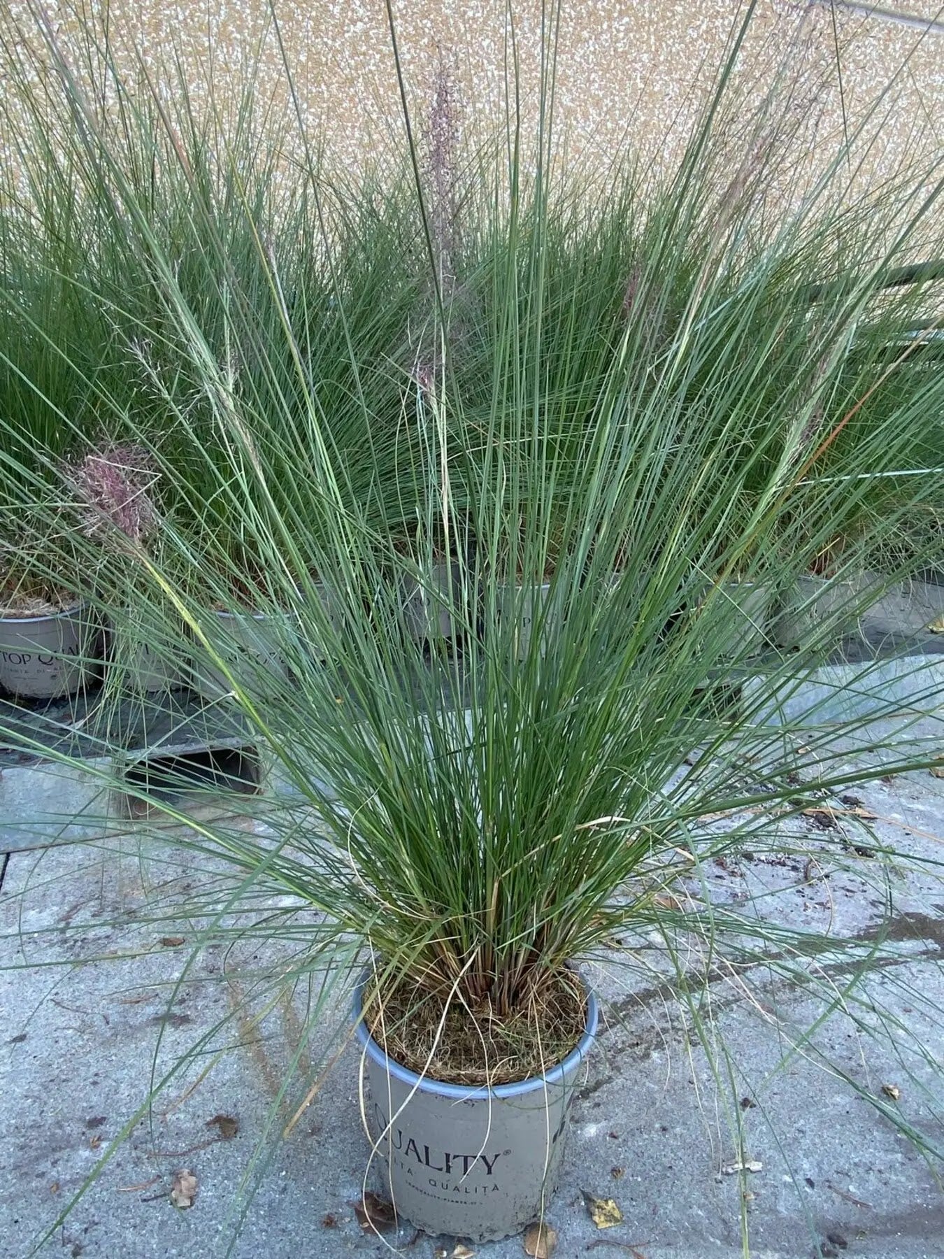 Muhlenbergia capillaris in piena fioritura con nebbia rosa autunnale