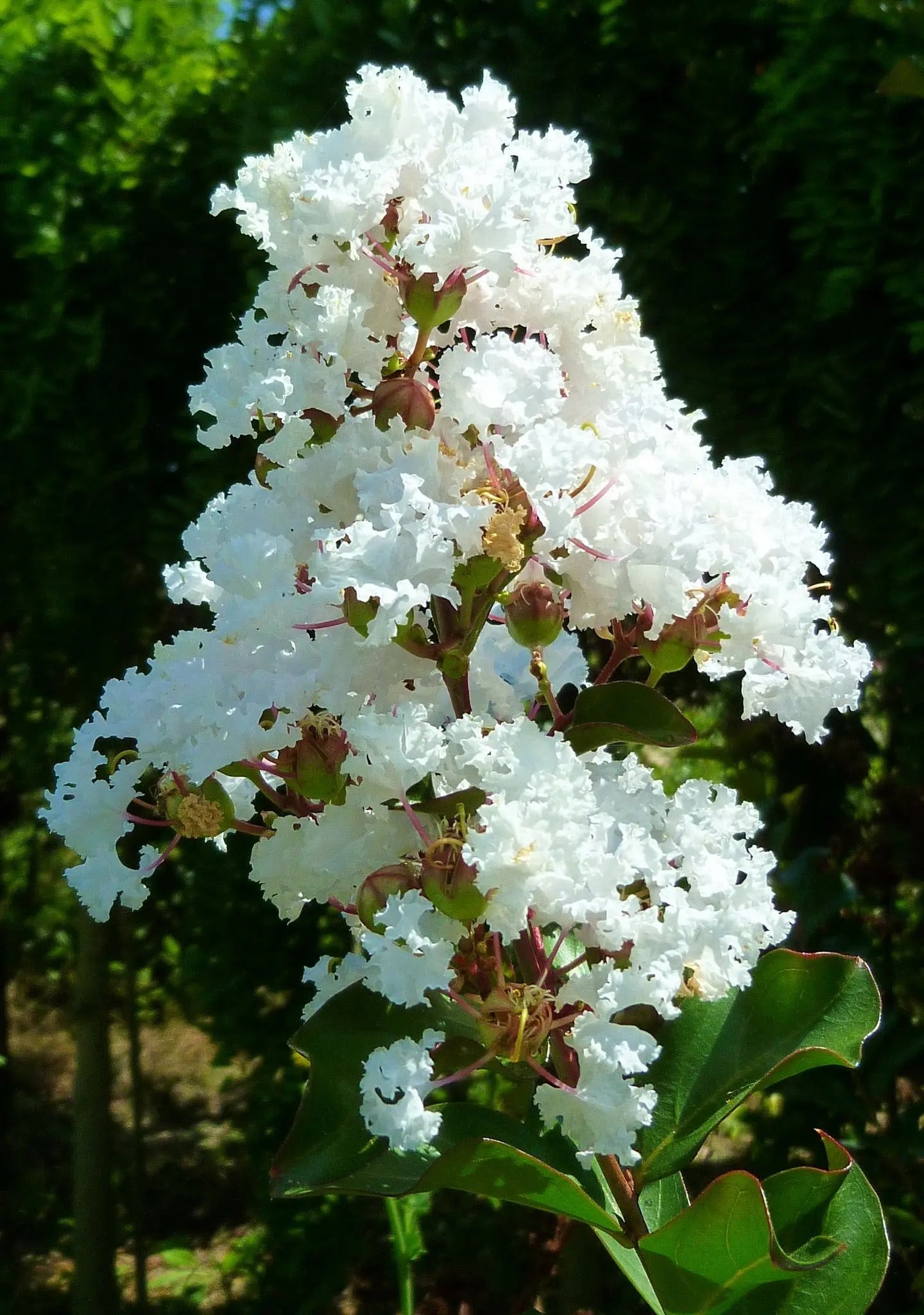 Lagerstroemia indica Nivea albero intero con fioritura bianca estiva in giardino