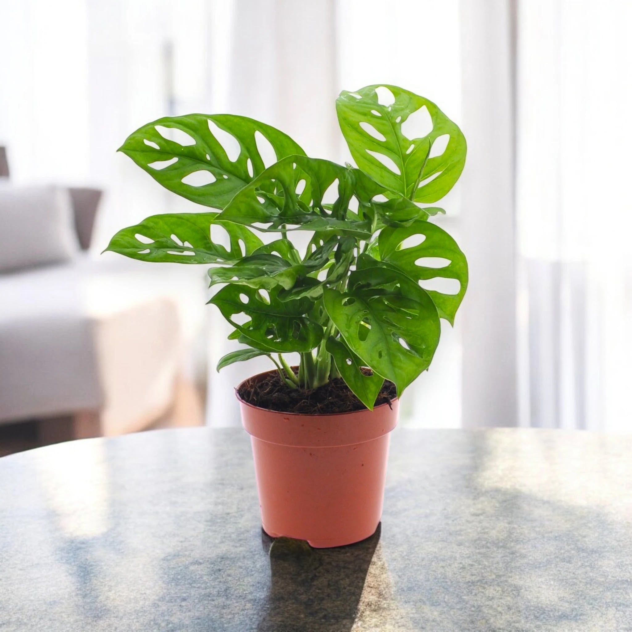 Monstera adansonii
