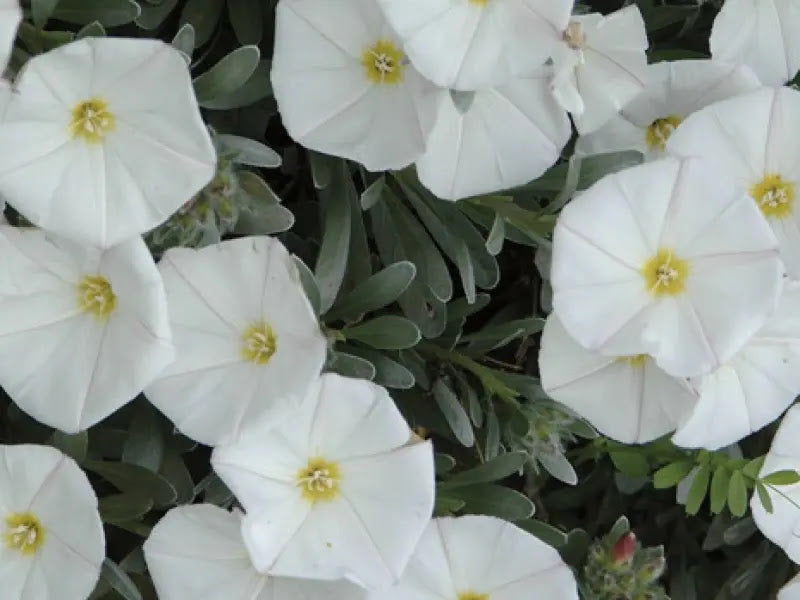 Dettaglio fiori bianchi imbutiformi con centro giallo di Convolvulus cneorum su foglie argentate