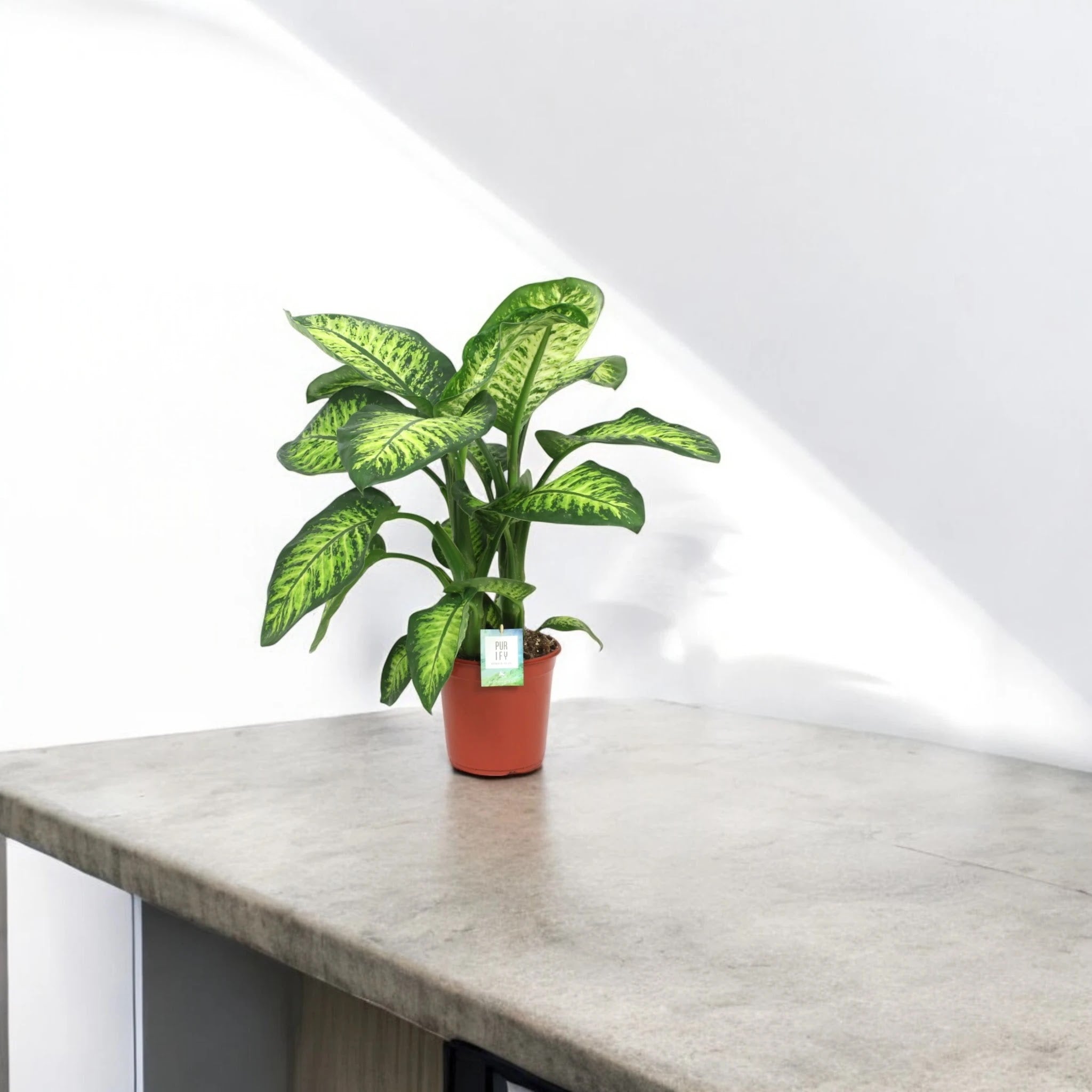 Dieffenbachia seguine 'Lemon tropic'
