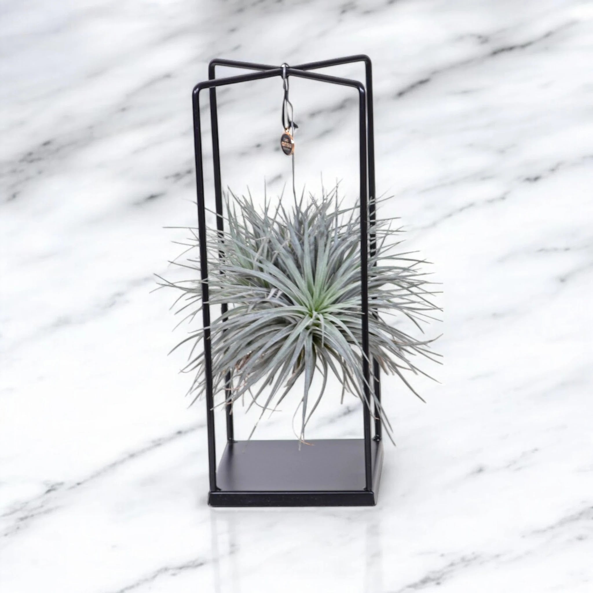 Tillandsia 'Cube'