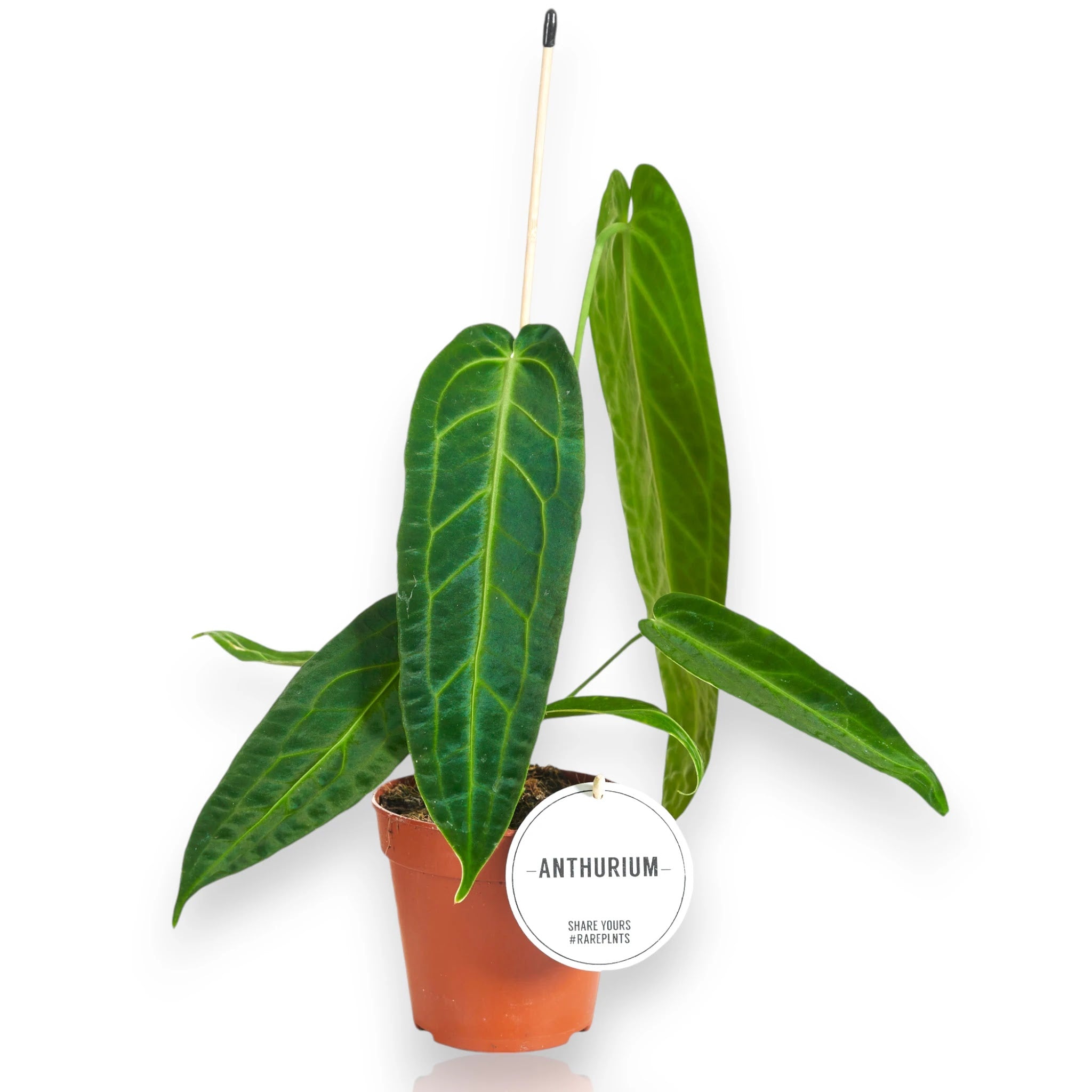 Anthurium warocqueanum con grandi foglie vellutate e nervature bianche in vaso da interno