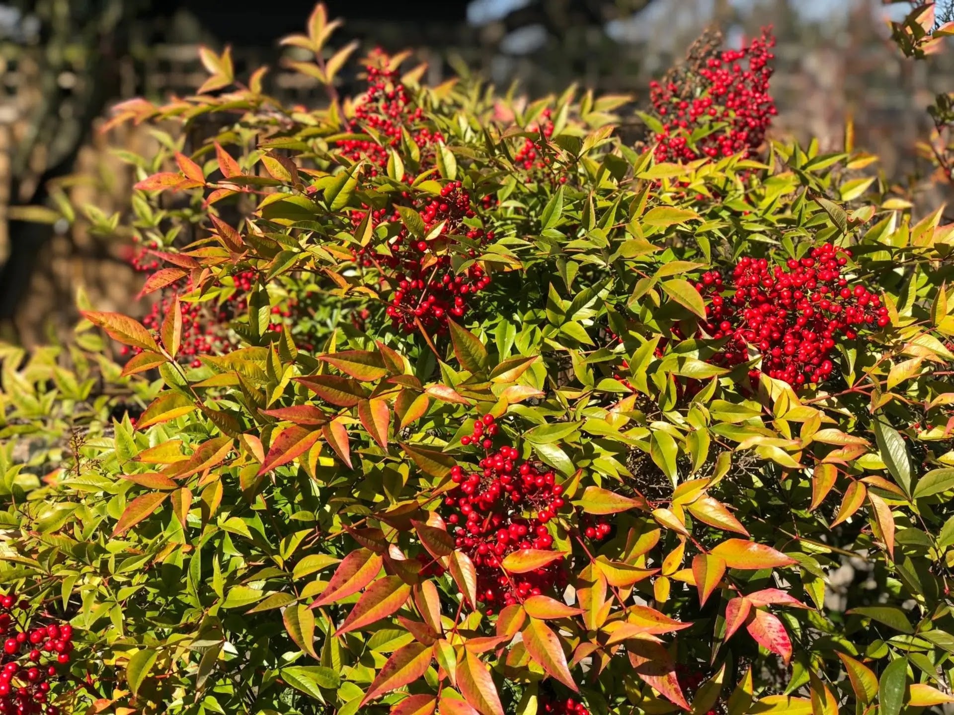 Dettaglio foglie pennate composte Nandina domestica con colorazione rossa invernale