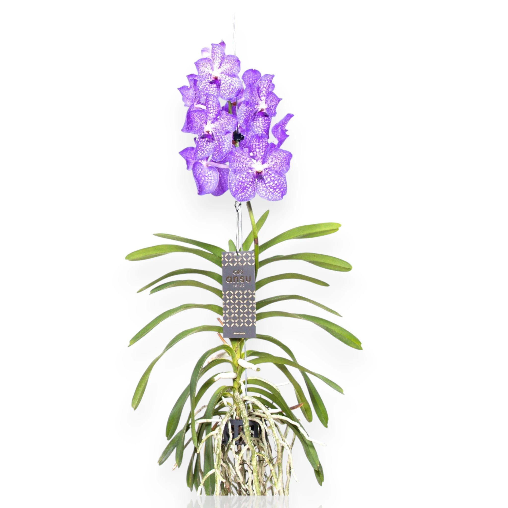 Fiori azzurri intensi di Vanda Light Blue con texture vellutata e venature scure