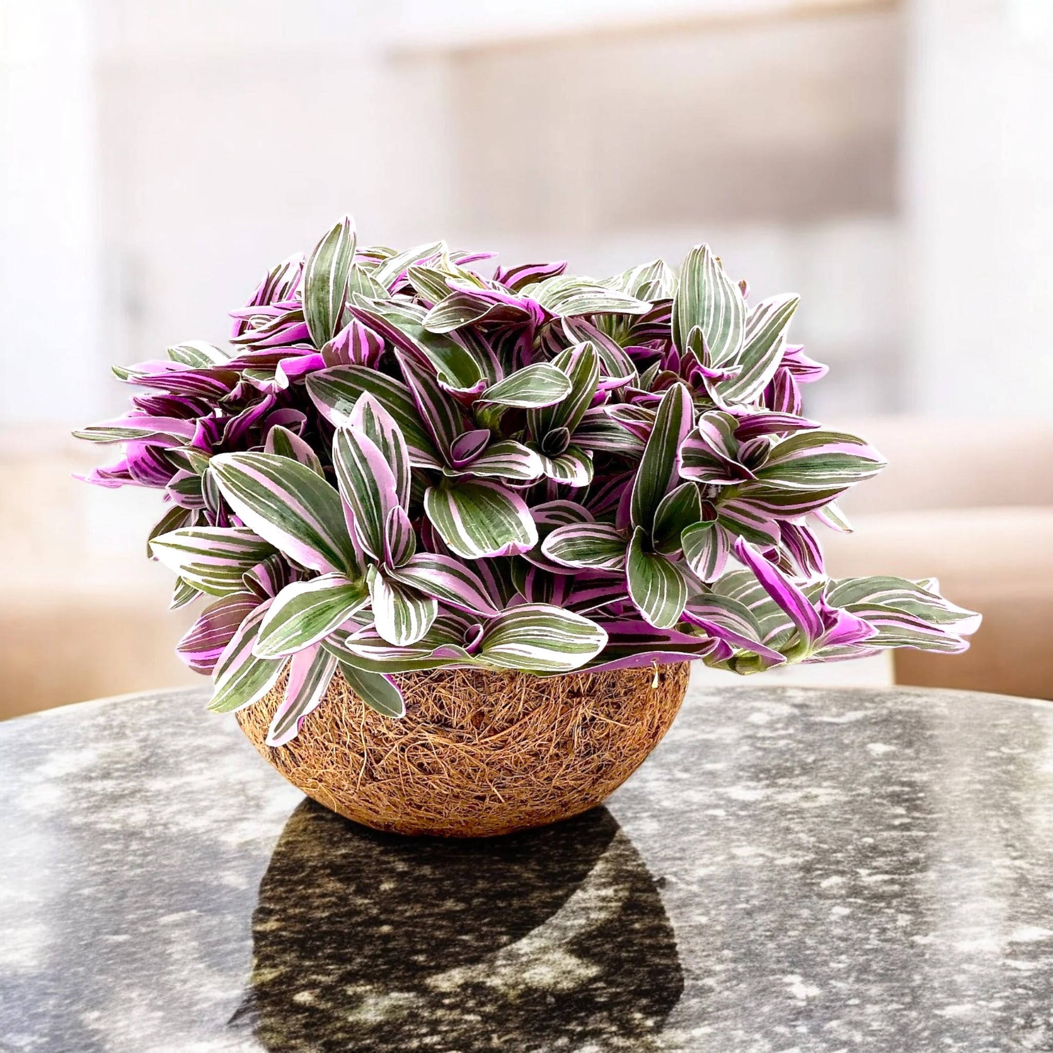Dettaglio foglie succulente Tradescantia cerinthoides con sfumature rosa-violacee