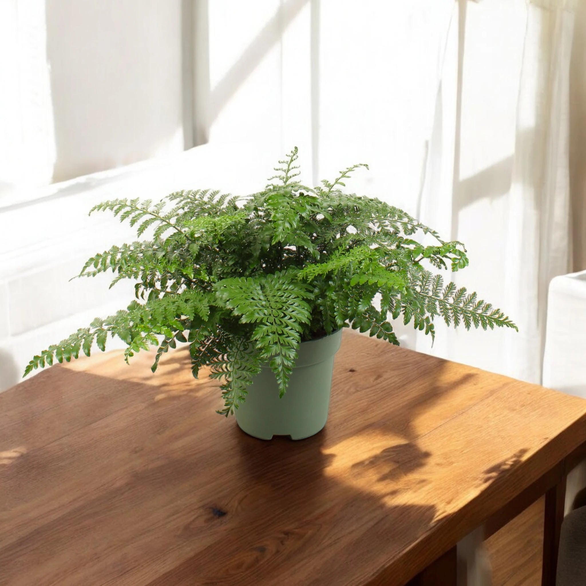 Asplenium parvati