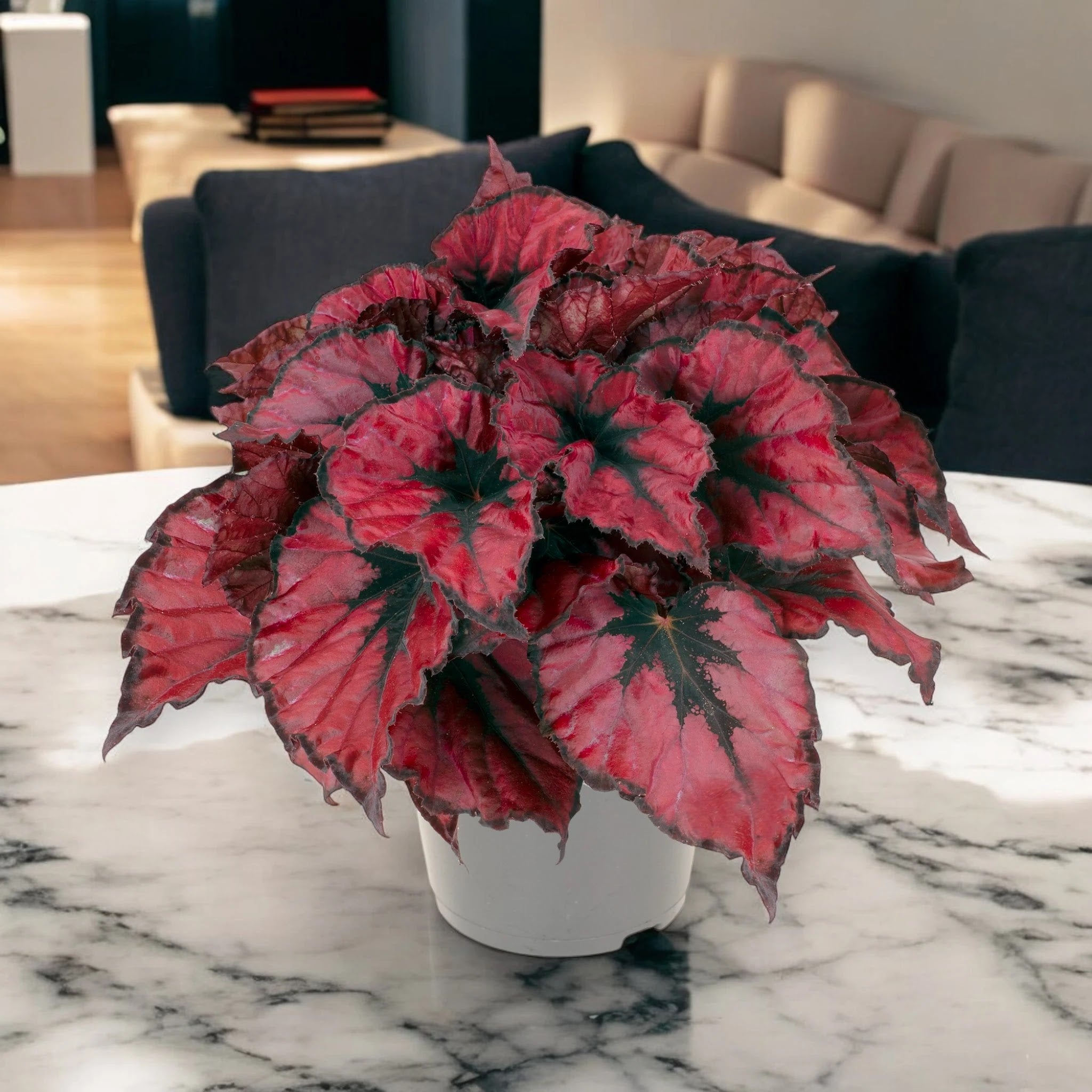 Begonia rex 'Kohala red'