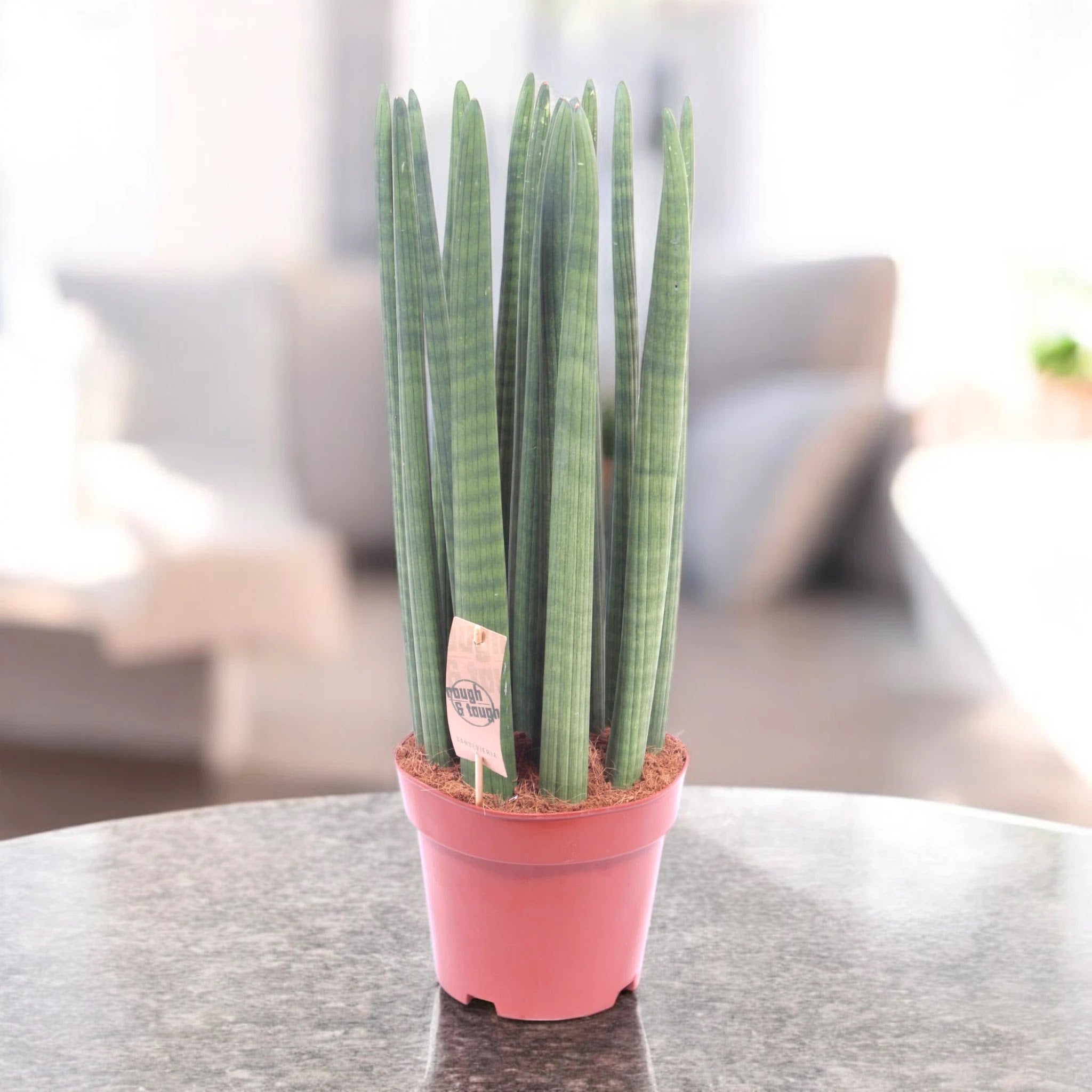 Dettaglio foglie cilindriche verdi con striature della Sansevieria cylindrica Straight