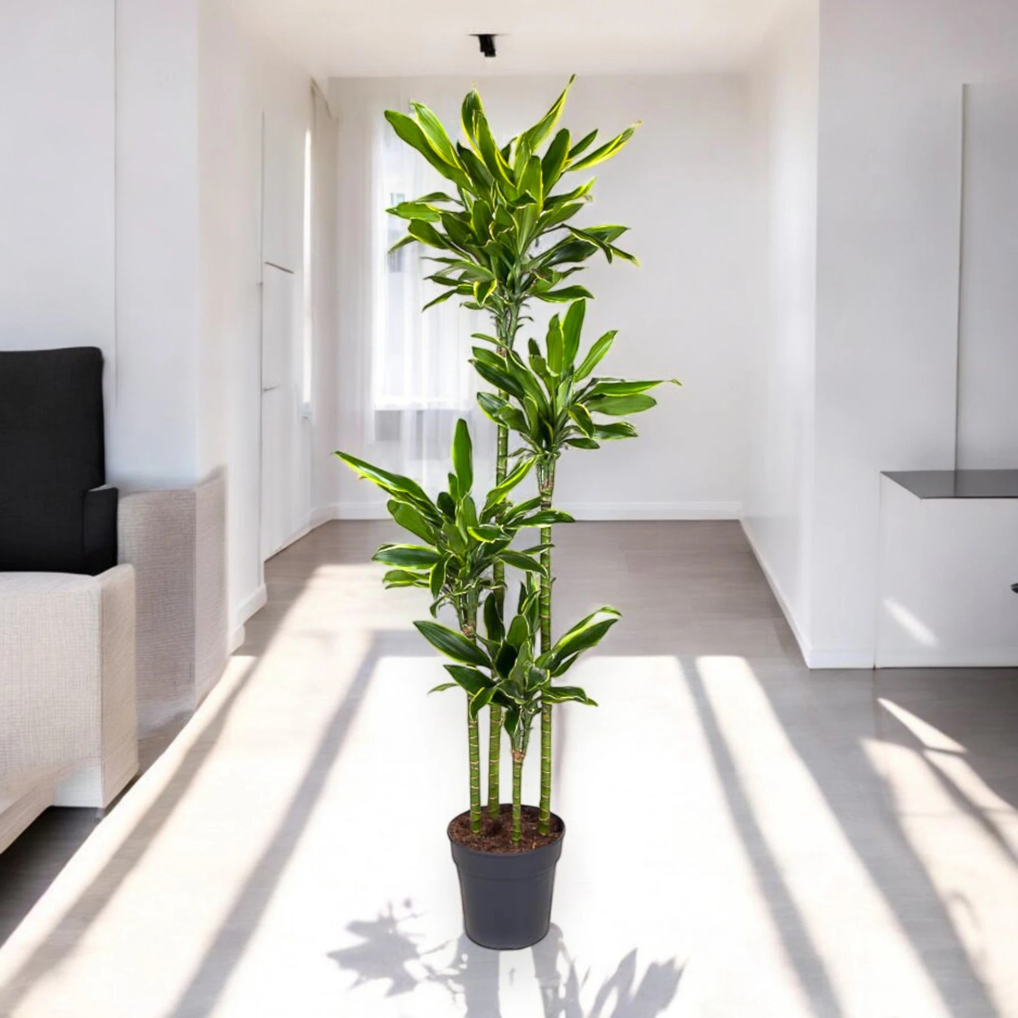 Dracaena fragrans 'Golden coast'