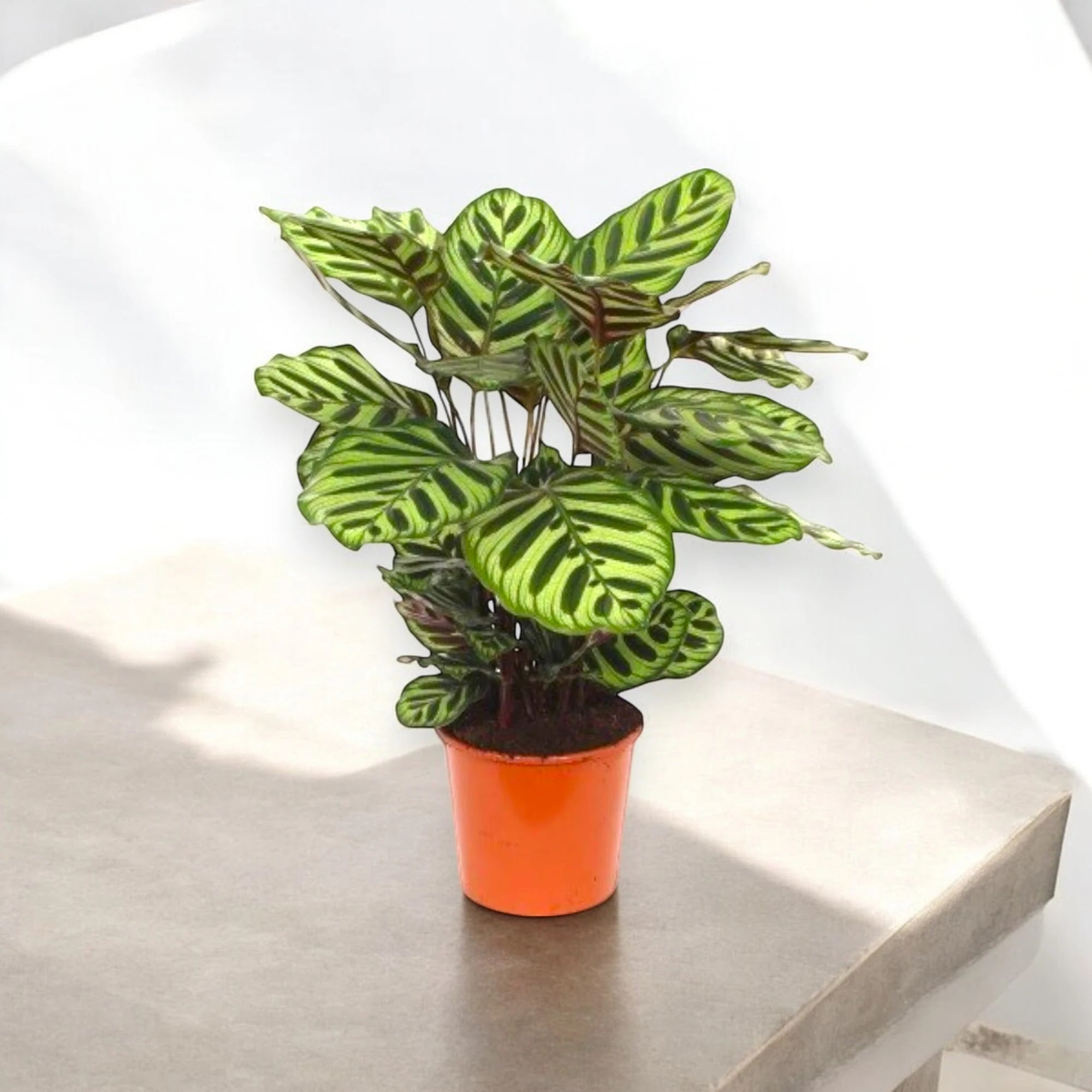 Calathea makoyana in vaso con foglie decorative verde scuro e macchie artistiche naturali
