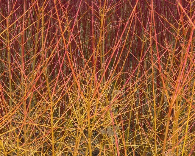 Corniolo Cornus Midwinter Fire con rami rosso-arancio in giardino invernale