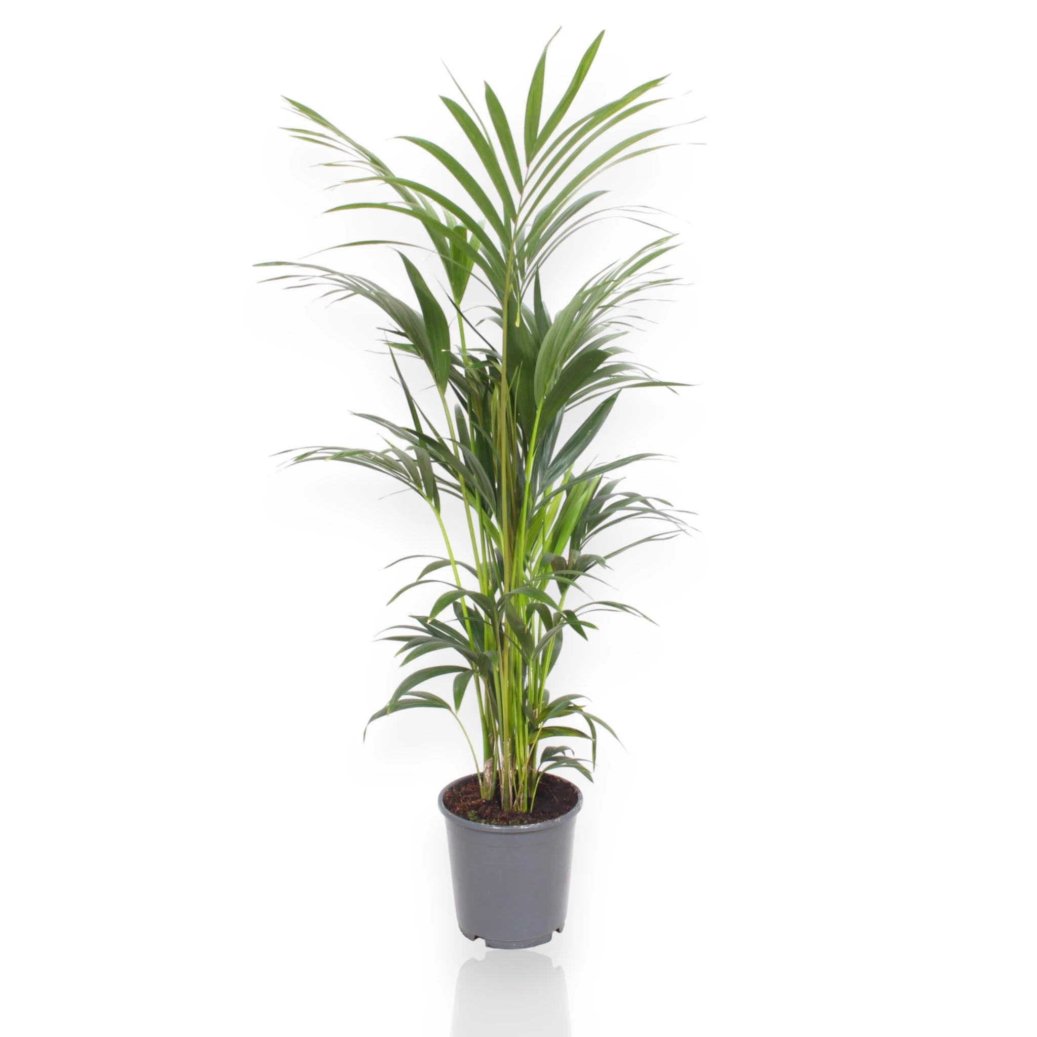 Howea forsteriana Kentia in vaso, palma da interno con fronde pennate verdi eleganti