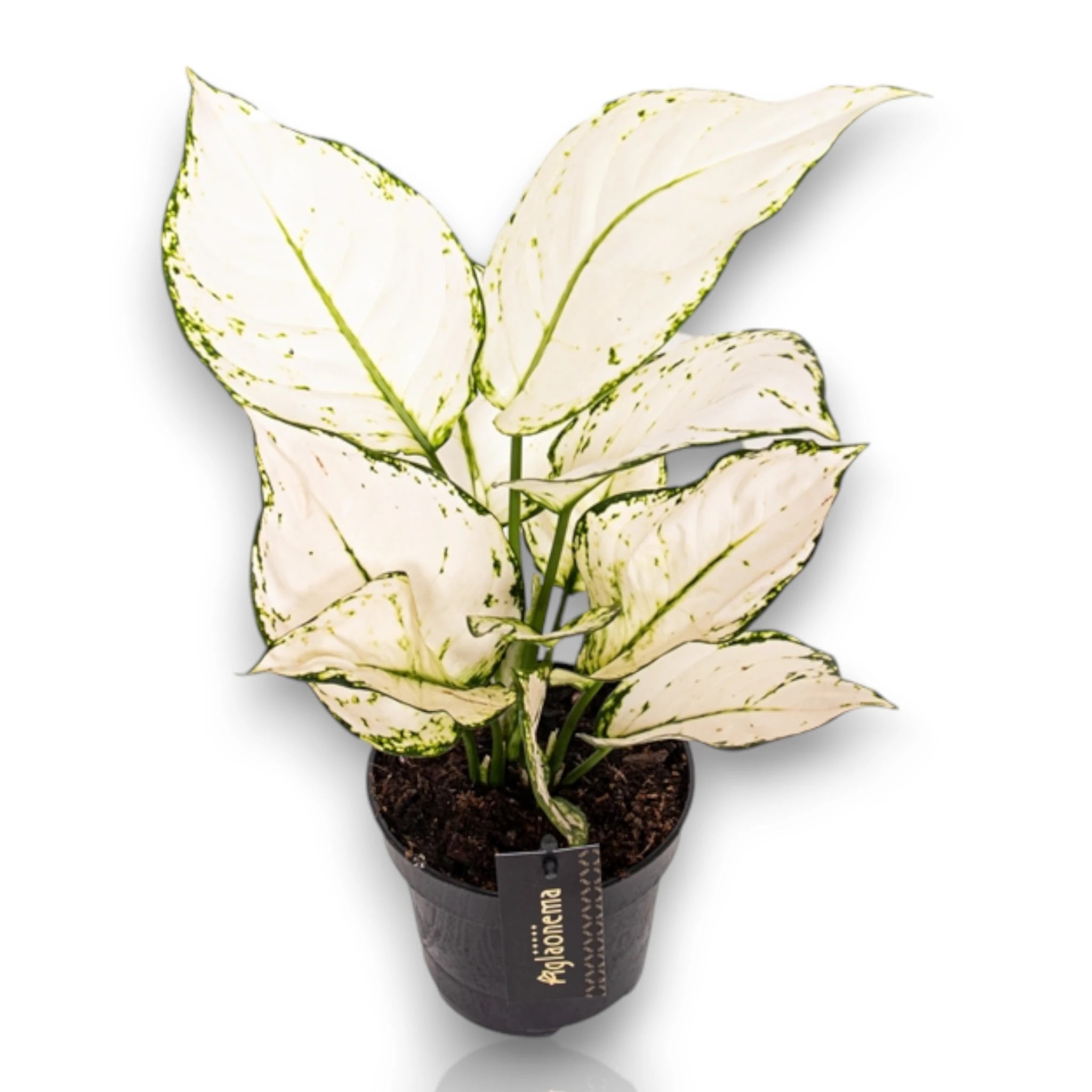 Dettaglio foglie Aglaonema White Joy con eleganti venature bianco-crema su verde scuro