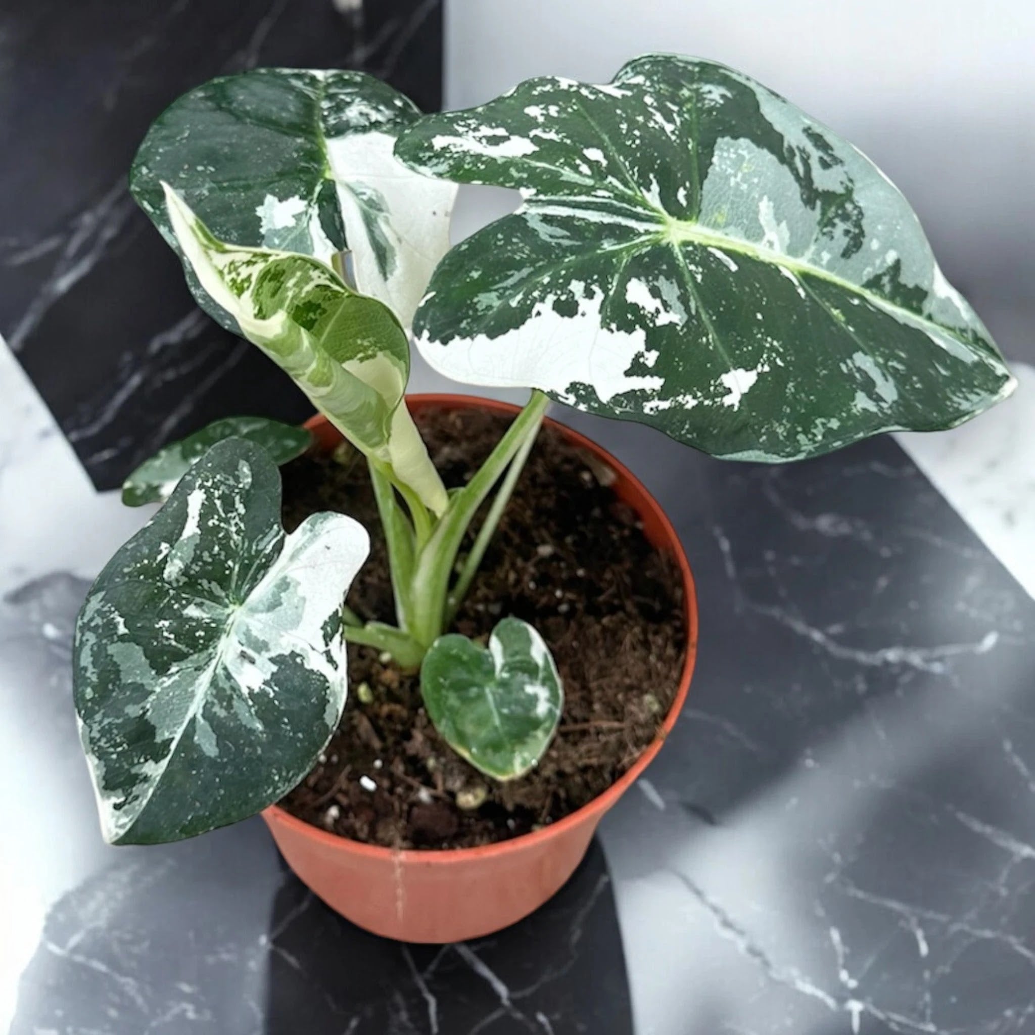Alocasia 'Frydek'