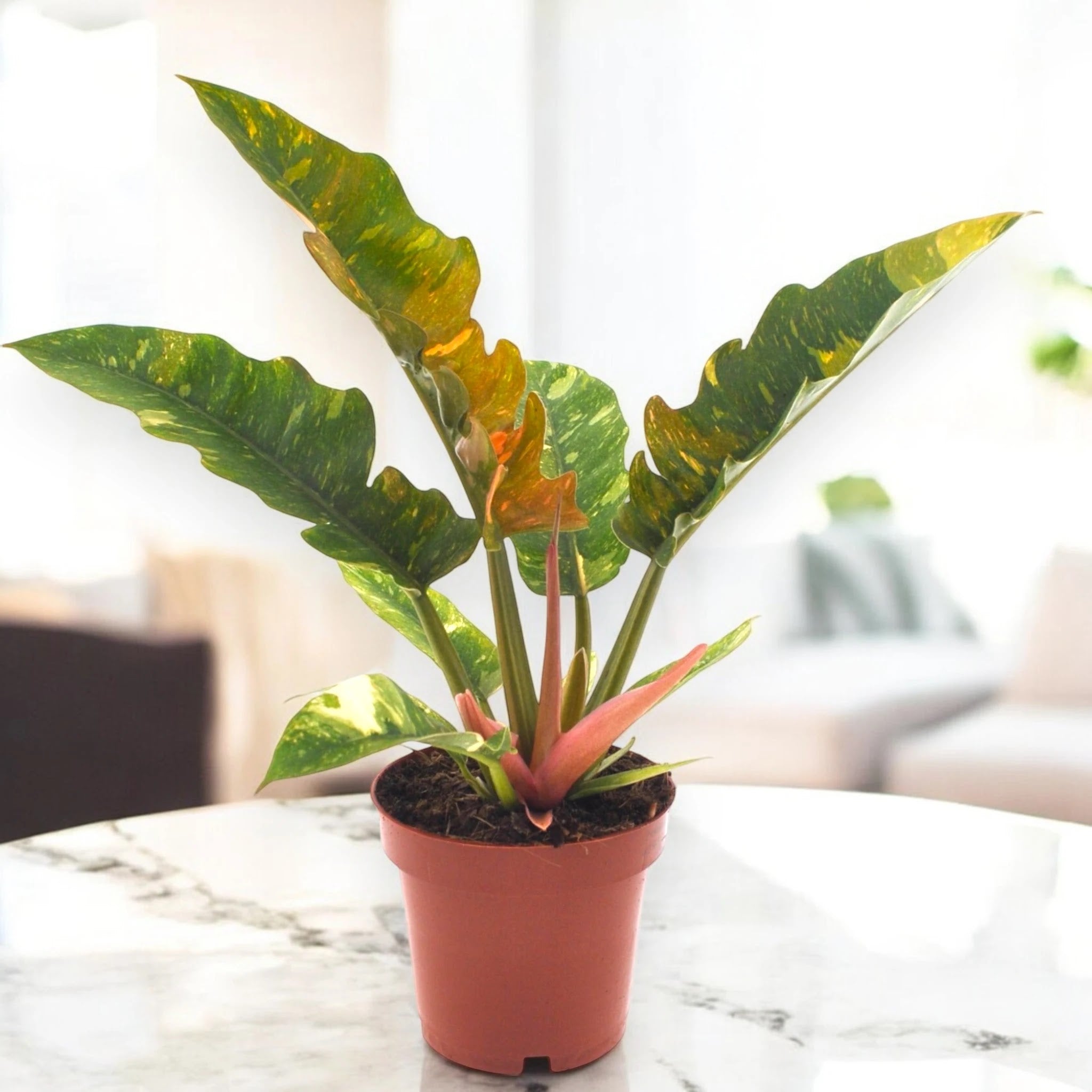 Philodendron ring of Fire