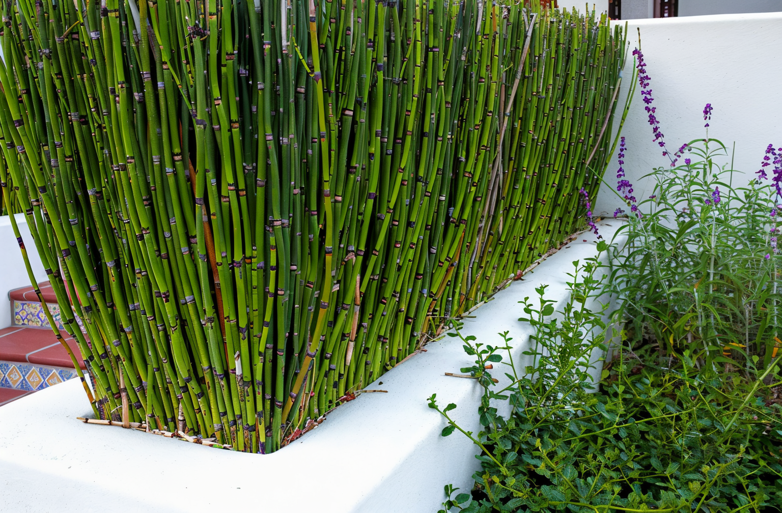 Equisetum hyemale Coda di Cavallo coltivato in vaso da laghetto