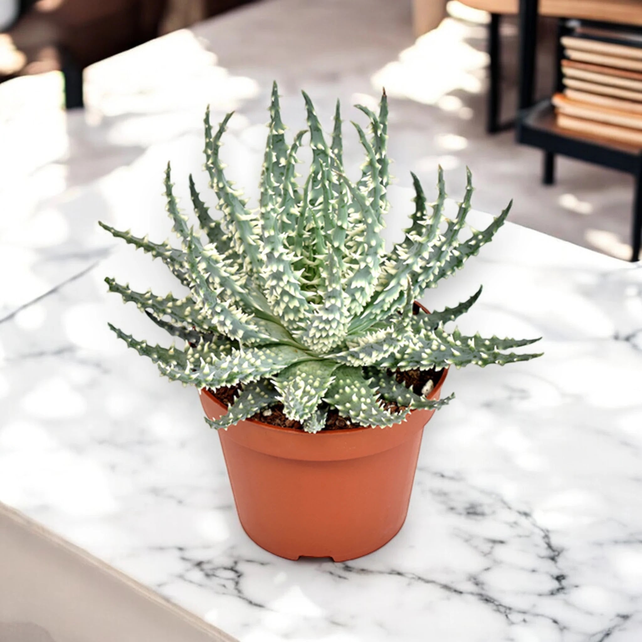 Aloe humilis