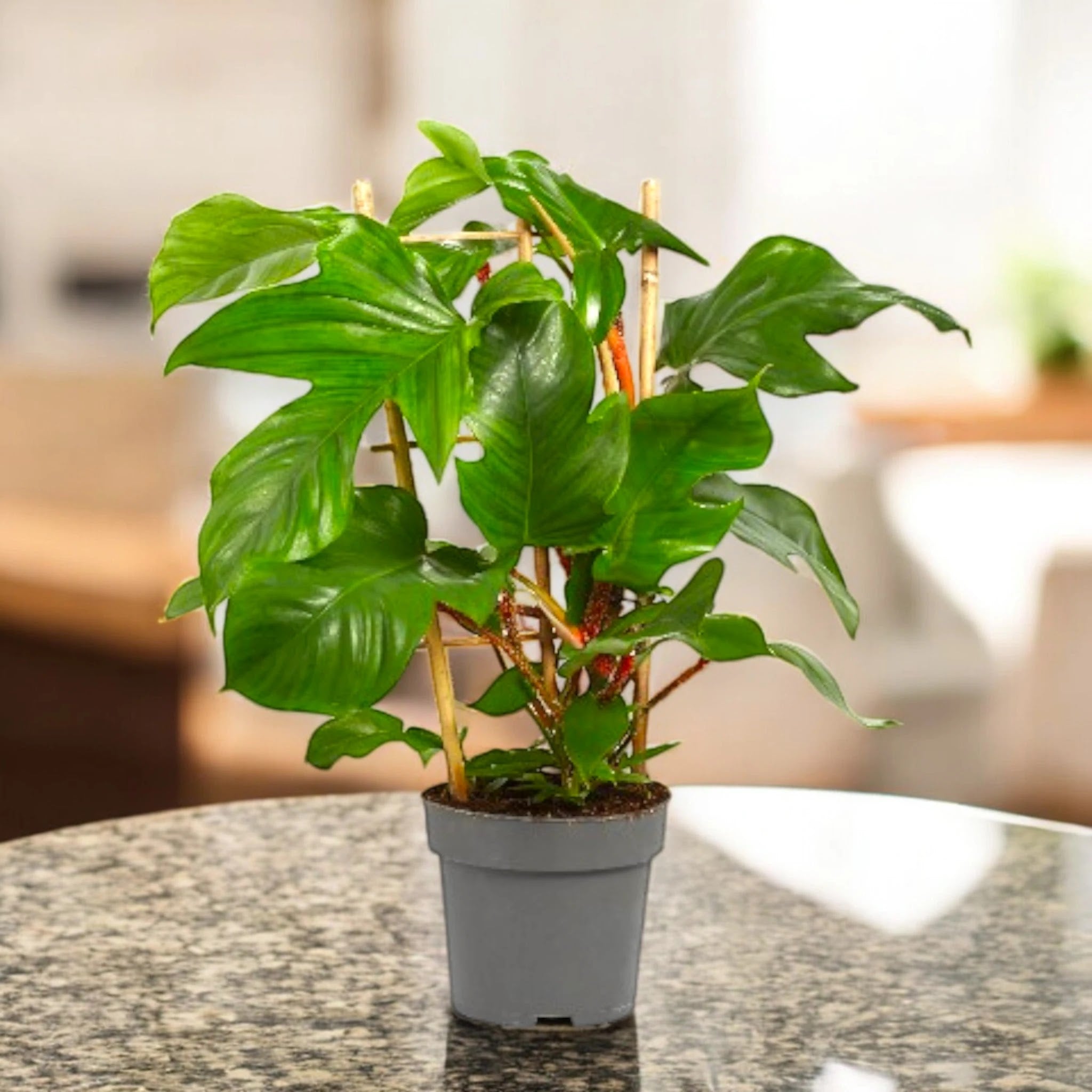 Philodendron squamiferum