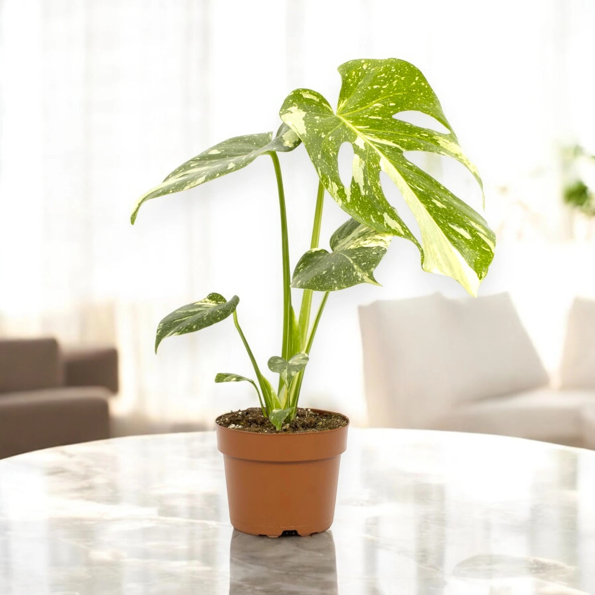 Monstera deliciosa 'Thai Constellation'