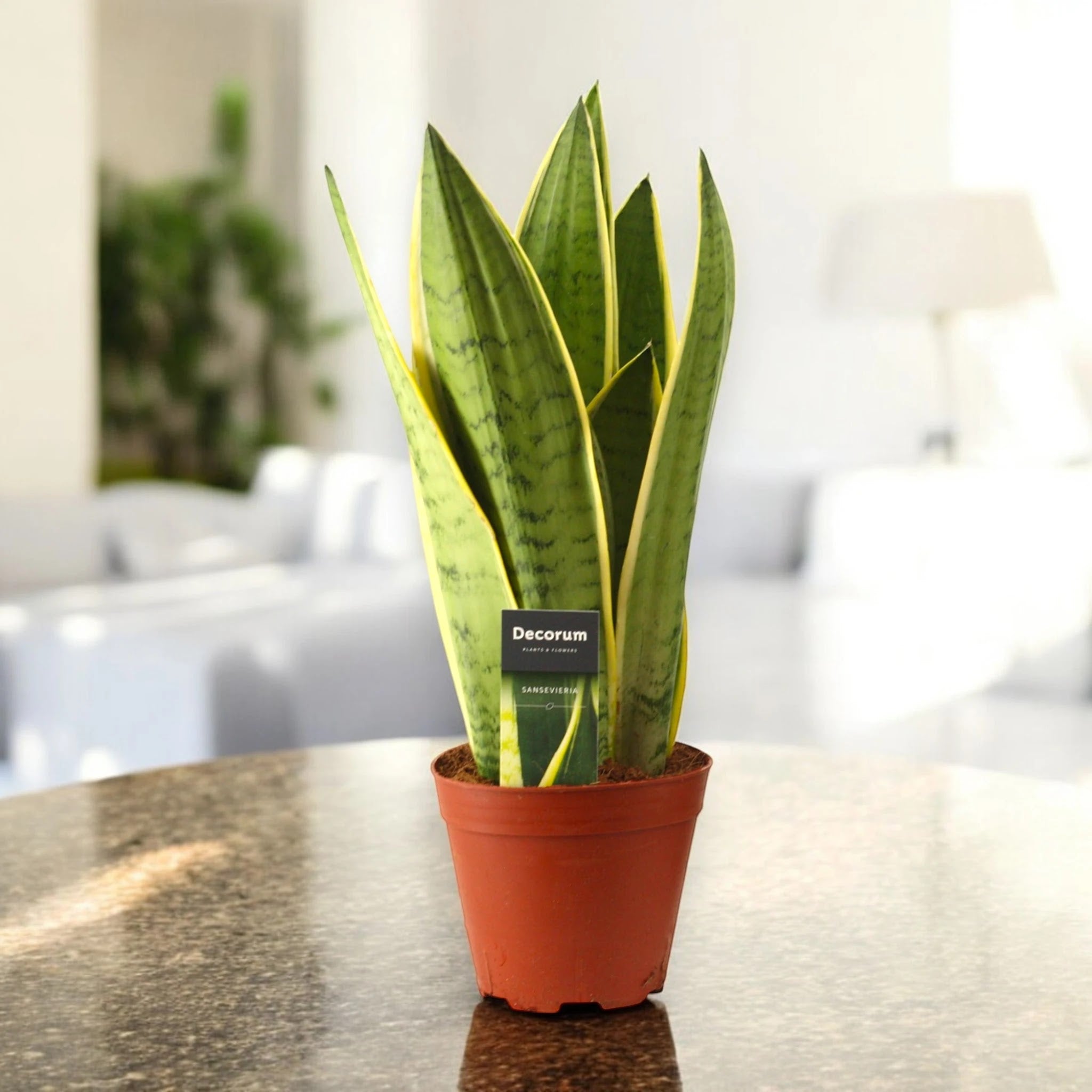 Sansevieria trifasciata 'White Snow'