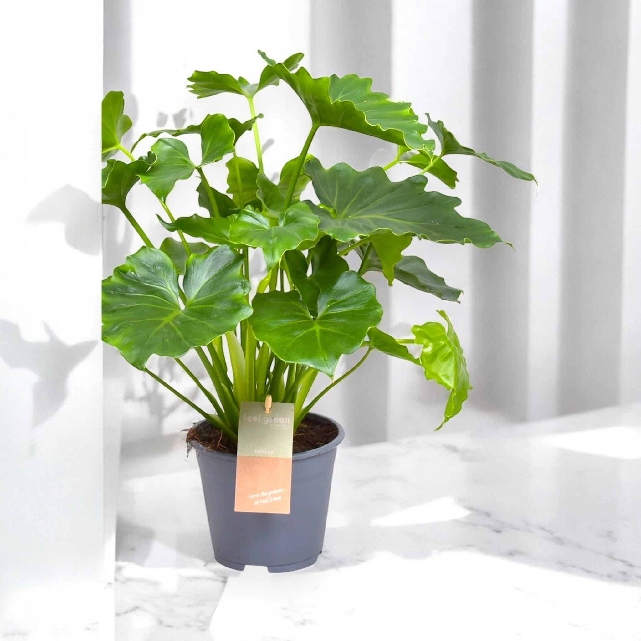 Philodendron bipinnatifidum 'Shangri-la'