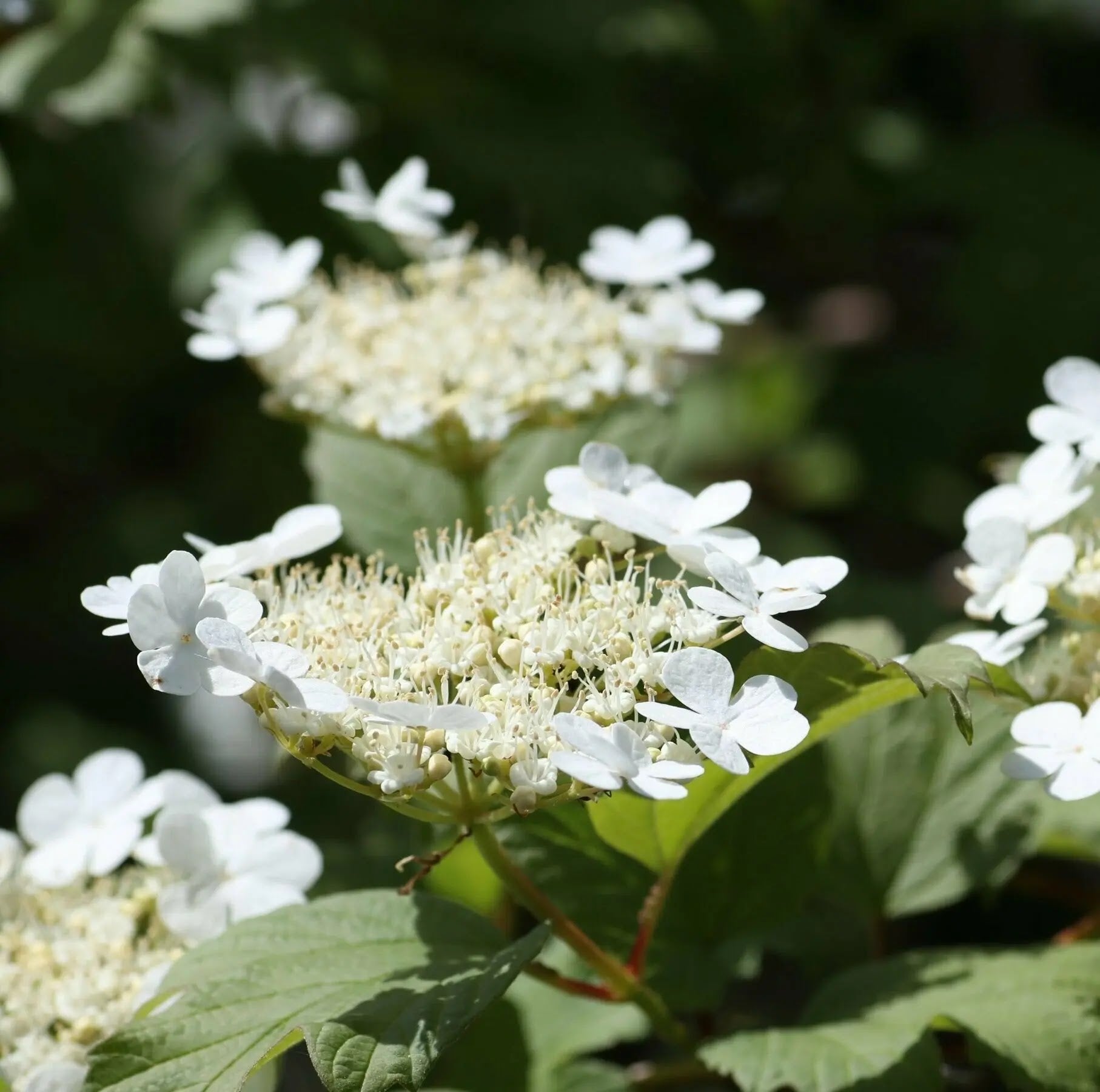 Viburnum plicatum Mariesii arbusto intero con portamento orizzontale stratificato nel giardino
