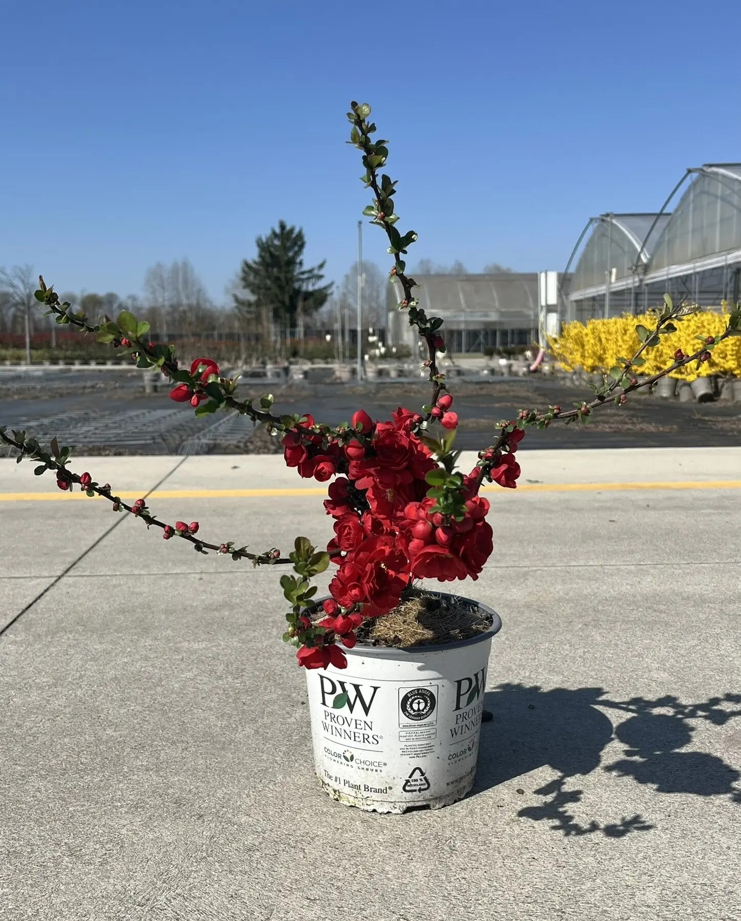 Fior di Pesco - Chaenomeles speciosa 'Scarlet Storm'