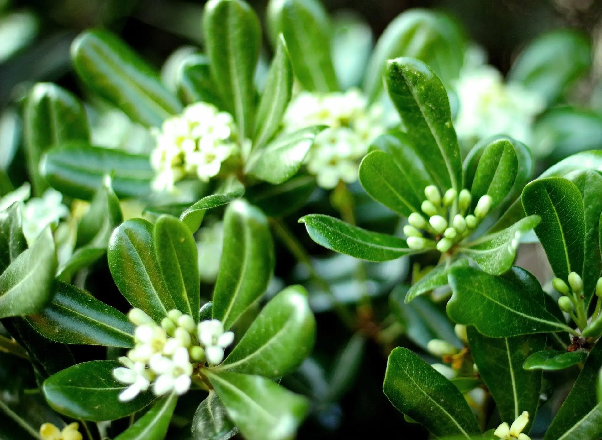 Pittosporo tobira Variegatum con foglie variegate bianco-verdi in giardino mediterraneo