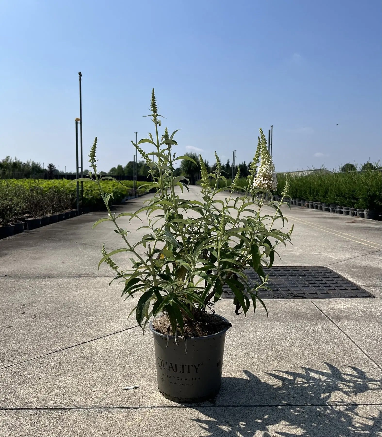 Dettaglio fiori bianchi profumati Buddleja White Profusion con farfalla