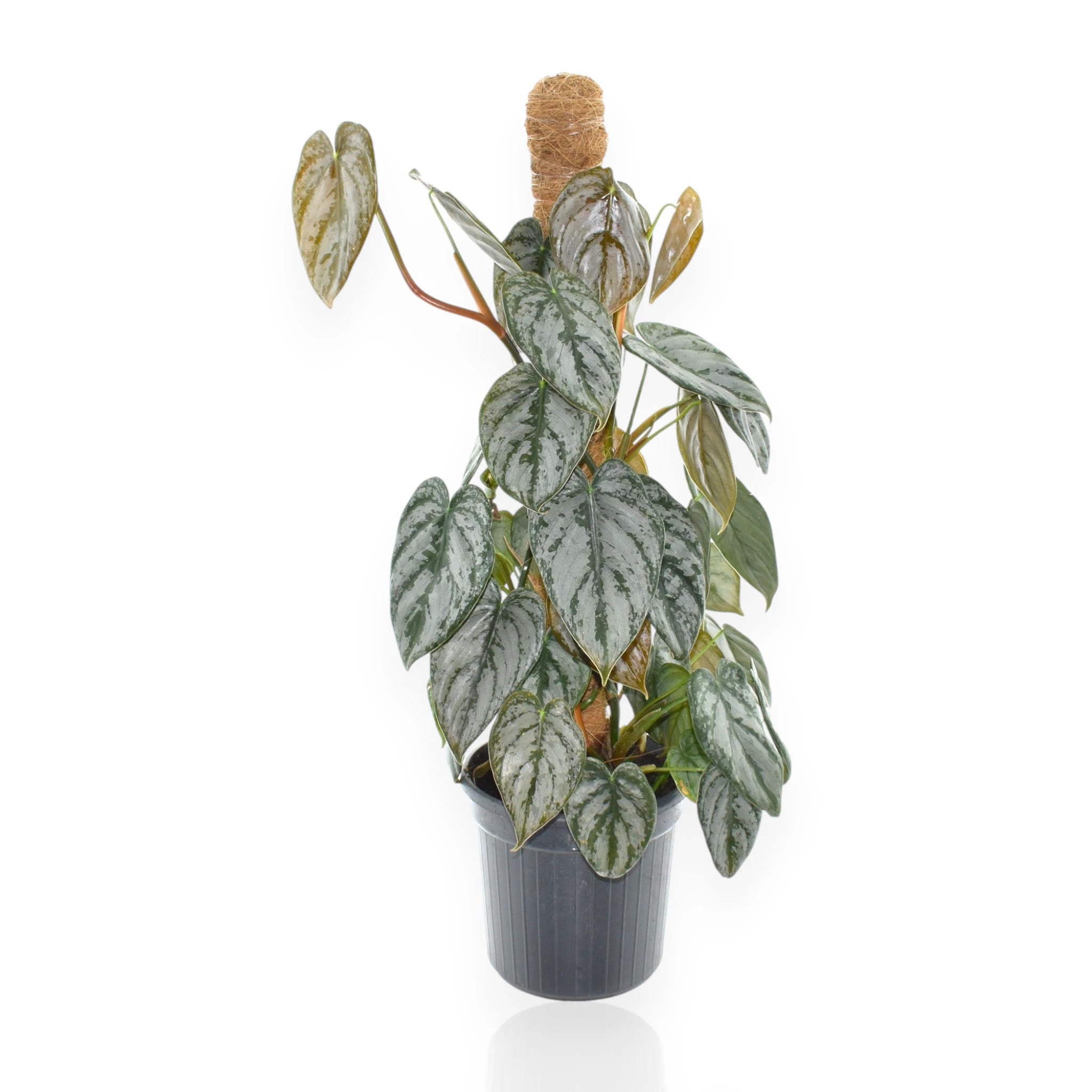Philodendron brandtianum con foglie cuoriformi argentate in vaso, pianta rampicante da appartamento