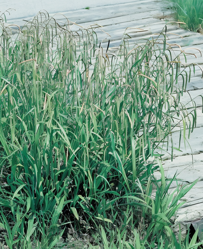 Carex pendula