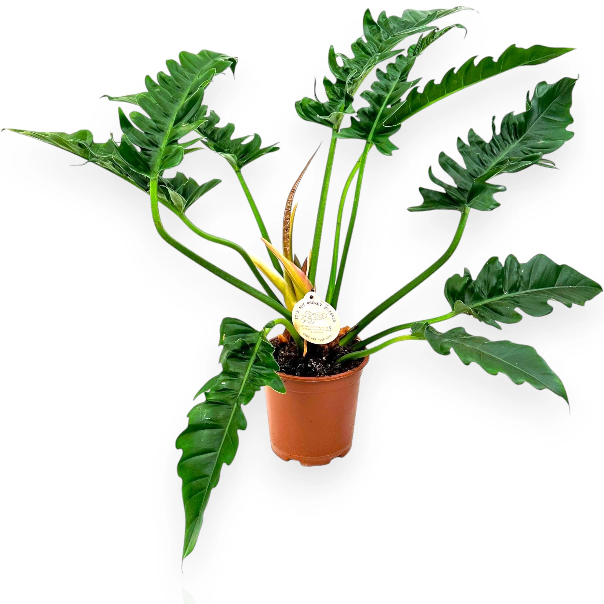 Philodendron Tigertooth con foglie dai margini dentellati in vaso decorativo da interno