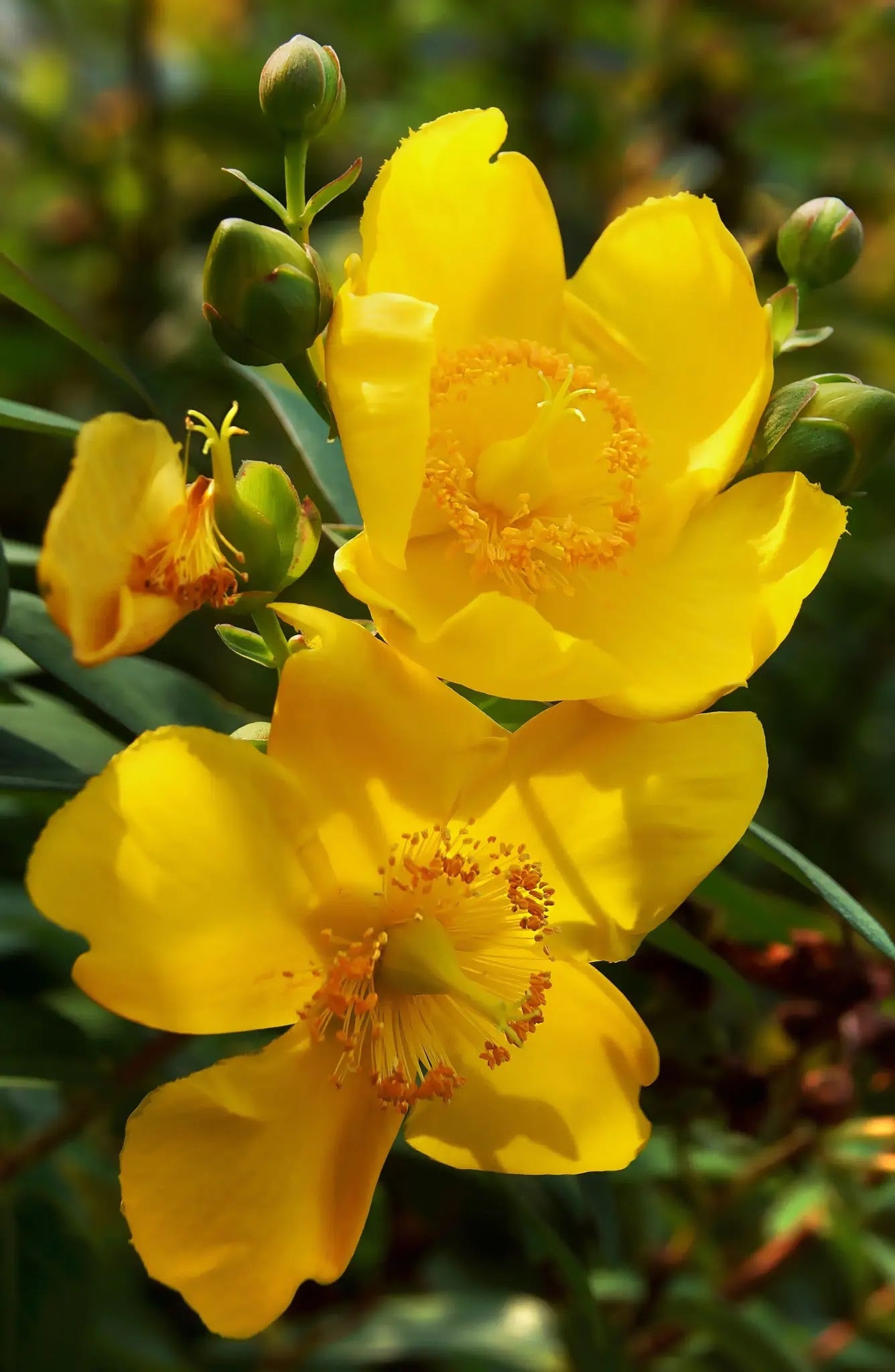 Hypericum patulum Hidcote arbusto cespuglioso con fiori gialli dorati in giardino estivo