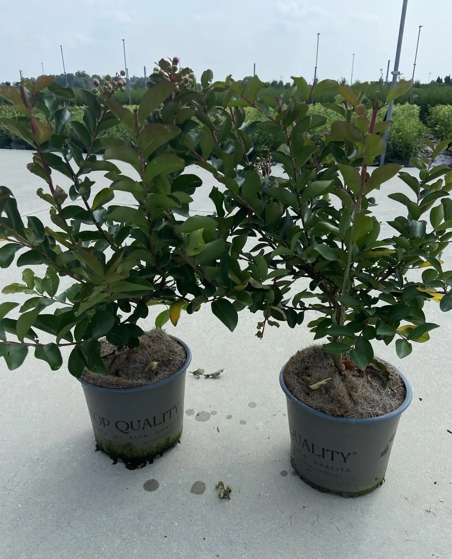 Lagerstroemia indica 'Nivea'