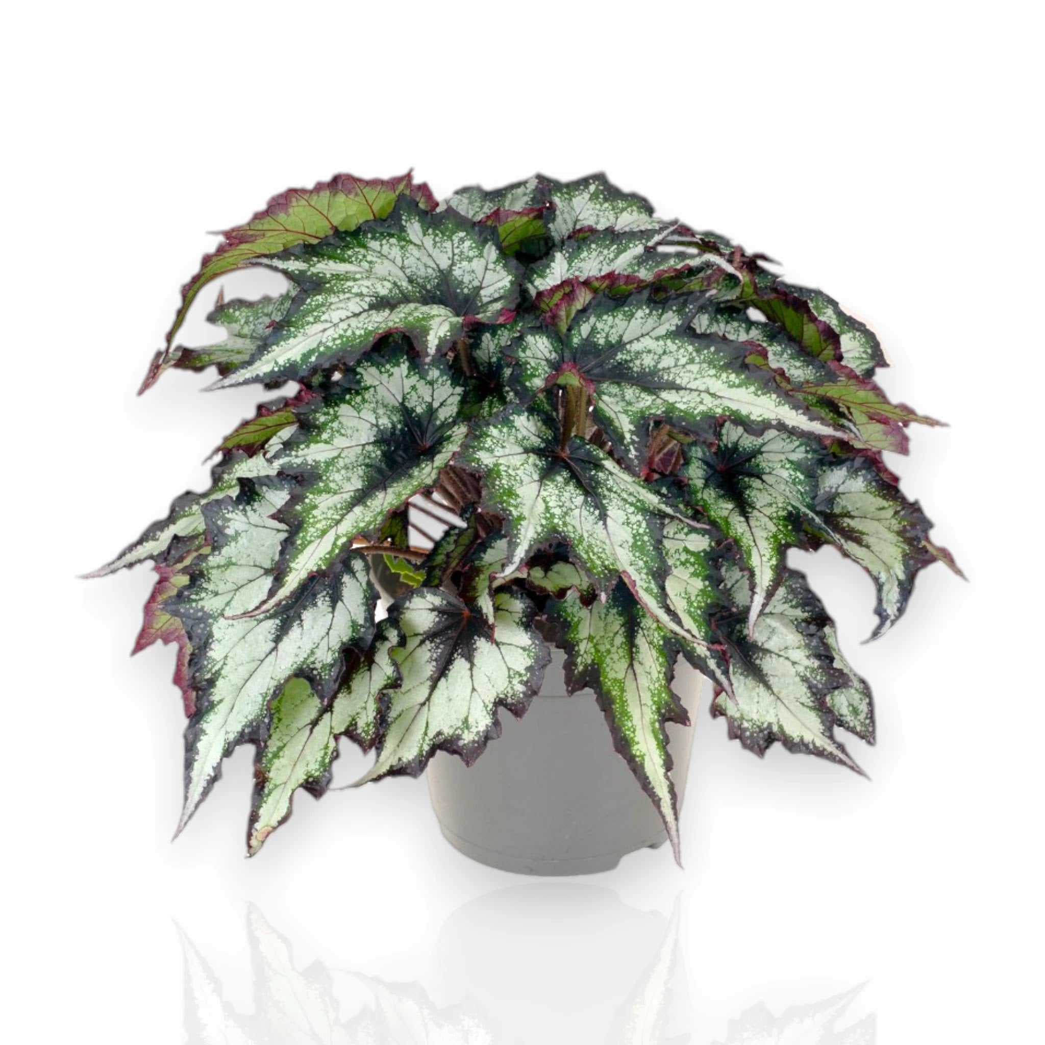 Begonia rex Green Valley con foglie verdi argentate in vaso decorativo da interno