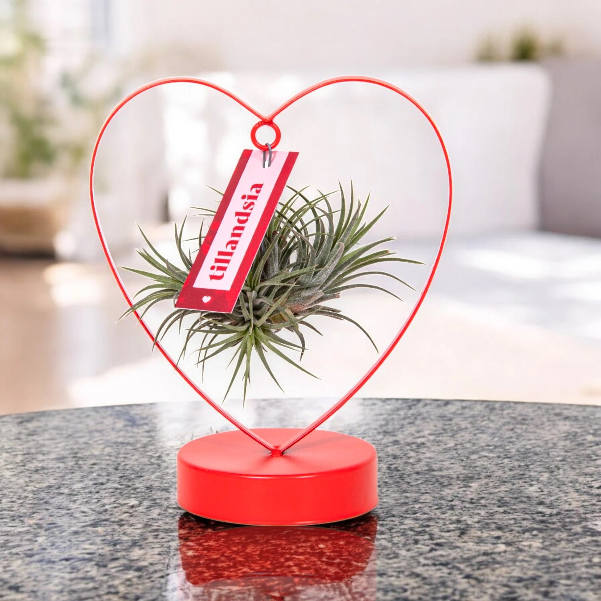 Tillandsia 'Heart'