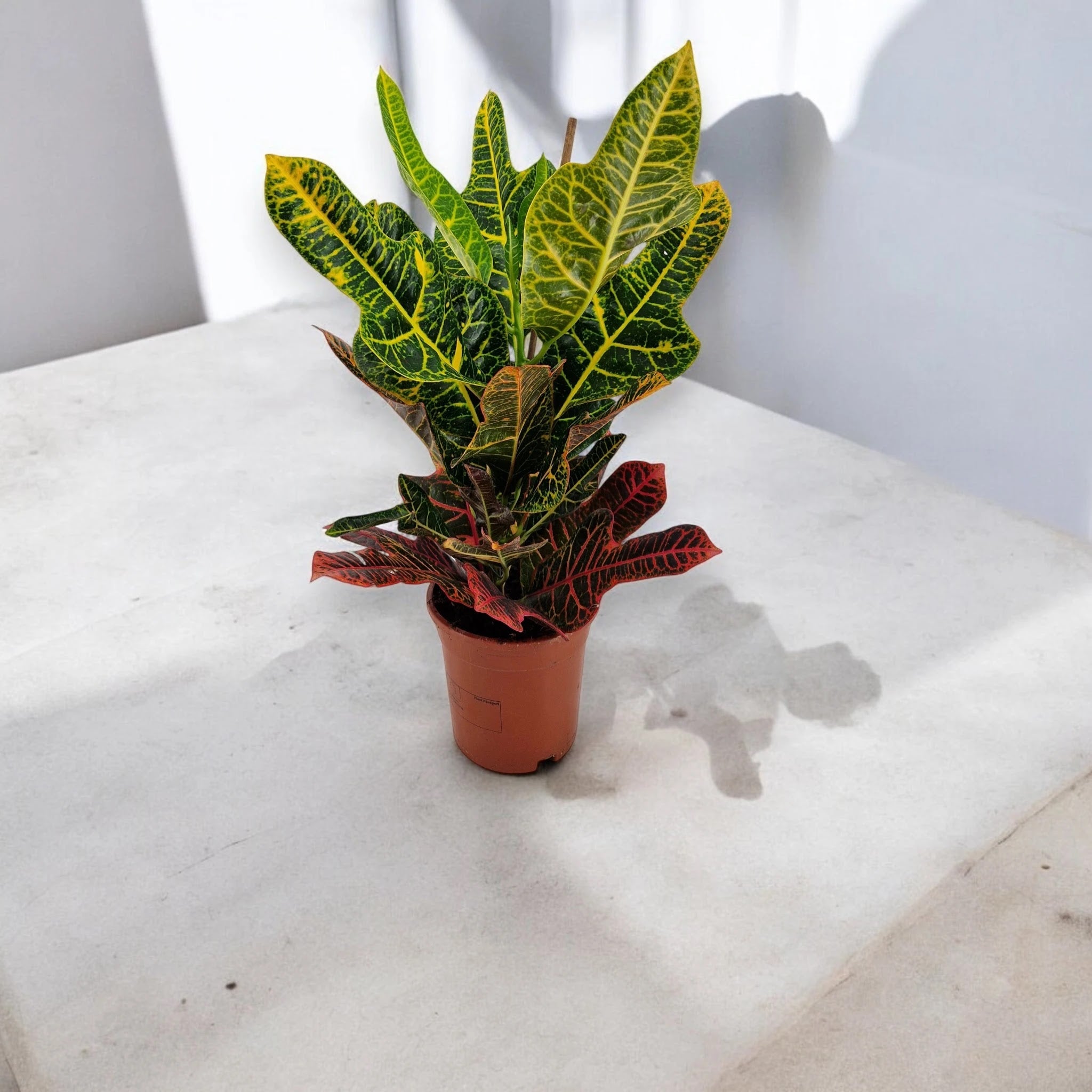 Codiaeum variegatum 'Excellent'
