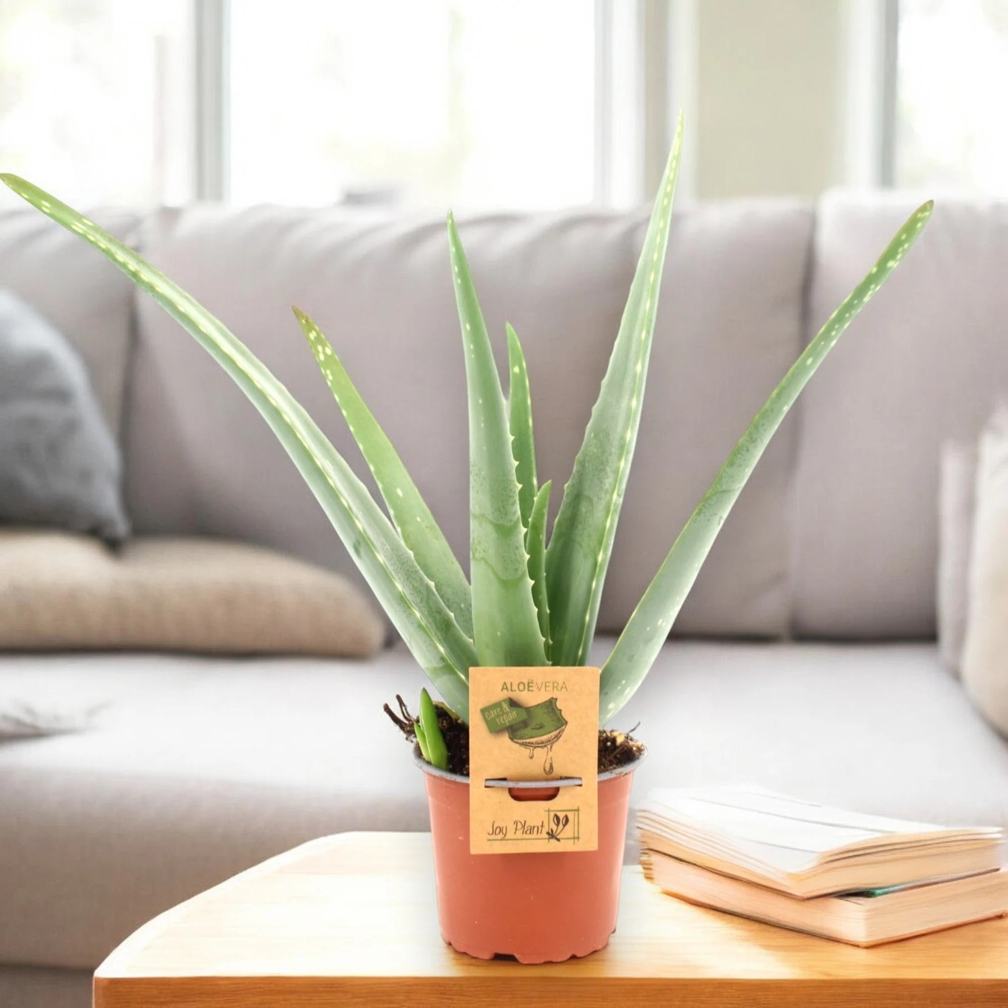Aloe vera