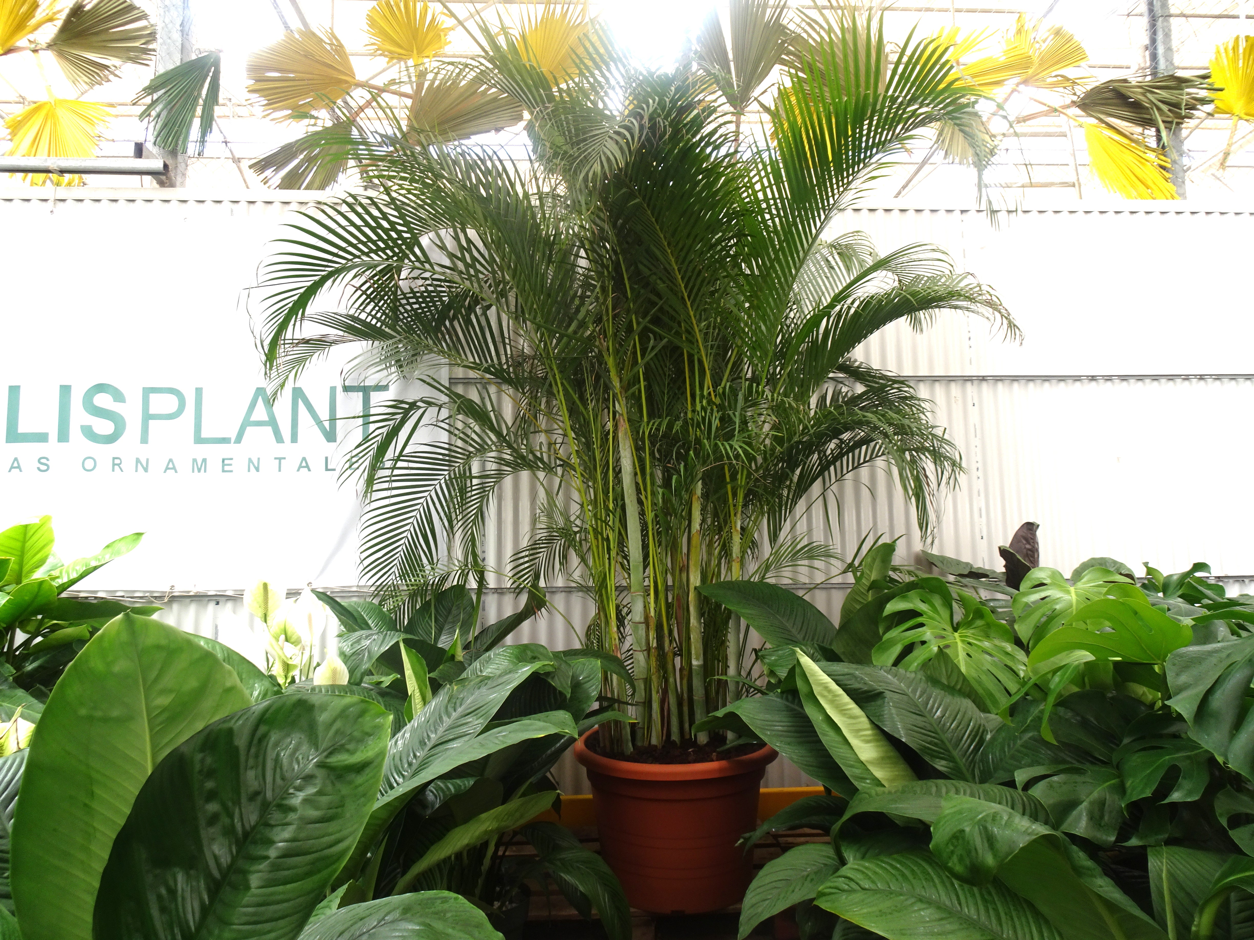 Areca - Dypsis lutescens