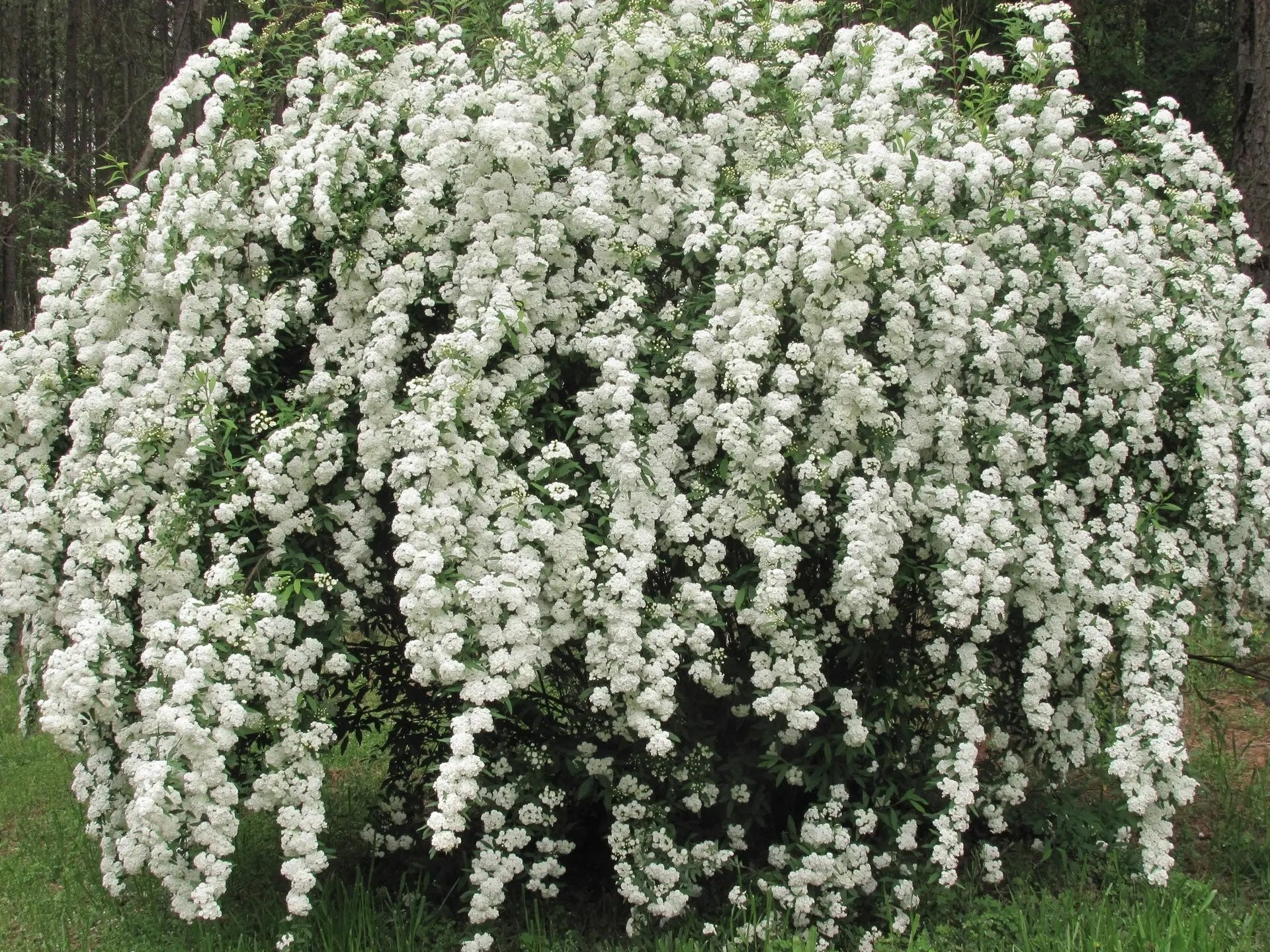 Spirea - Spiraea × vanhouttei