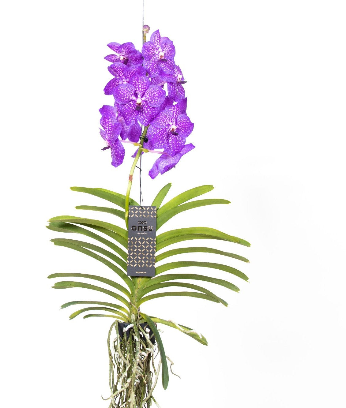 Vanda New Blue orchidea epifita con radici aeree argentate e fiori blu cobalto in vaso trasparente