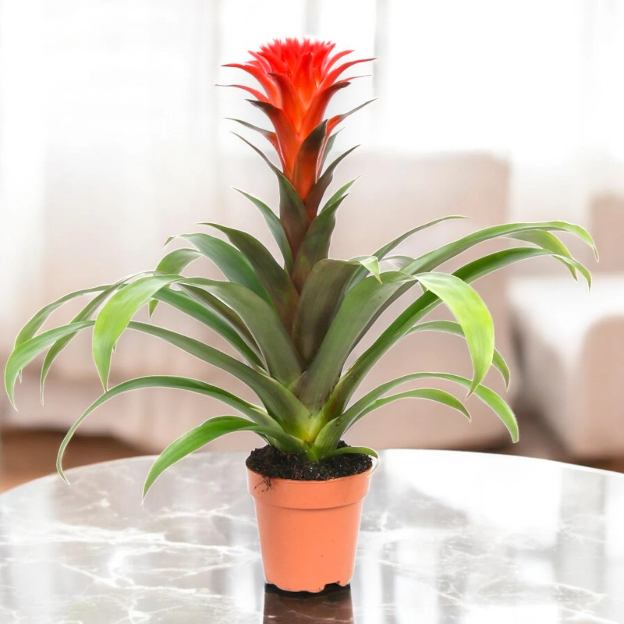 Guzmania 'Hope'