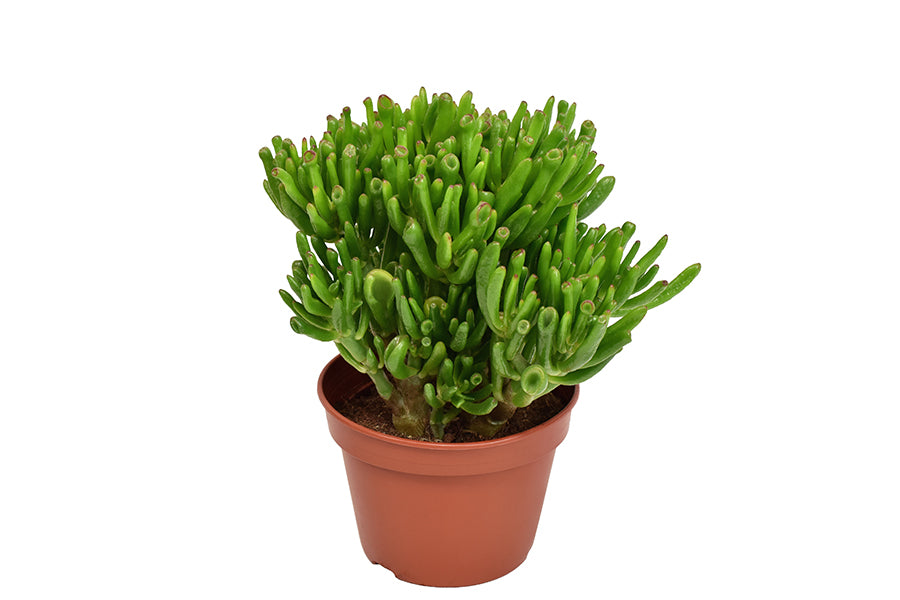 Crassula ovata Hobbit in vaso, succulenta con caratteristiche foglie tubolari verdi