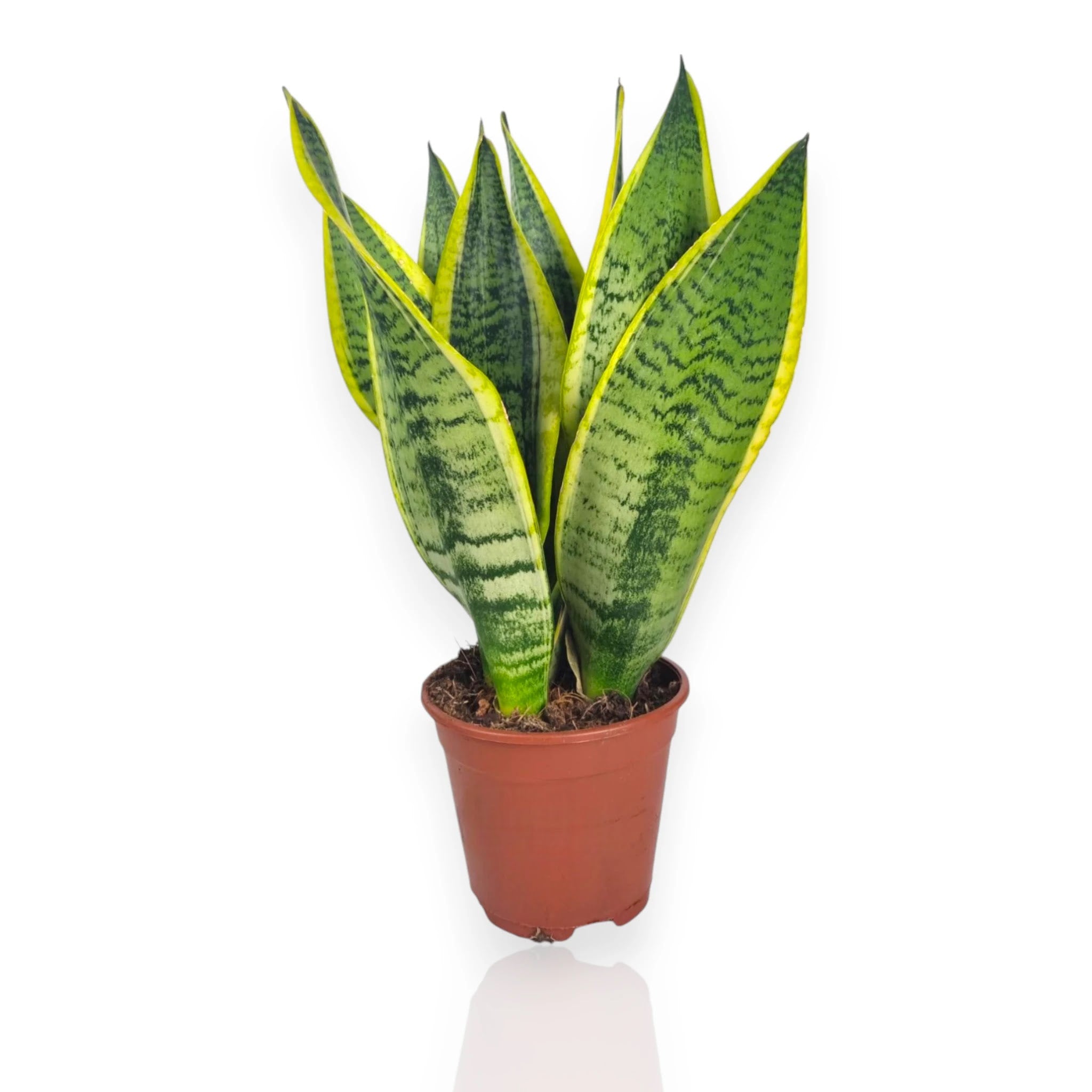 Sansevieria trifasciata Futura Superba con foglie larghe e bordi gialli in vaso decorativo da interno