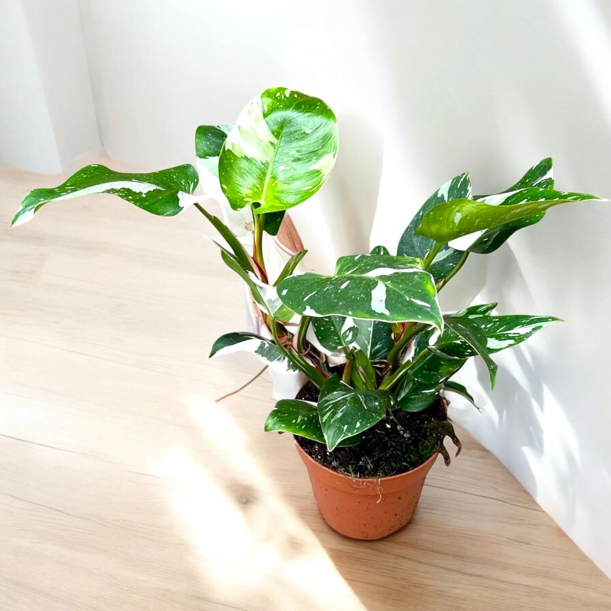 Philodendron white Princess