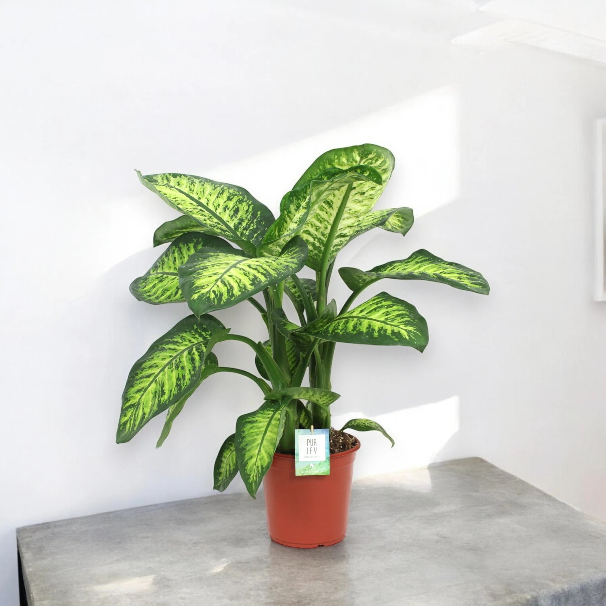 Dettaglio foglia Dieffenbachia Lemon tropic con variegatura gialla e venature verdi