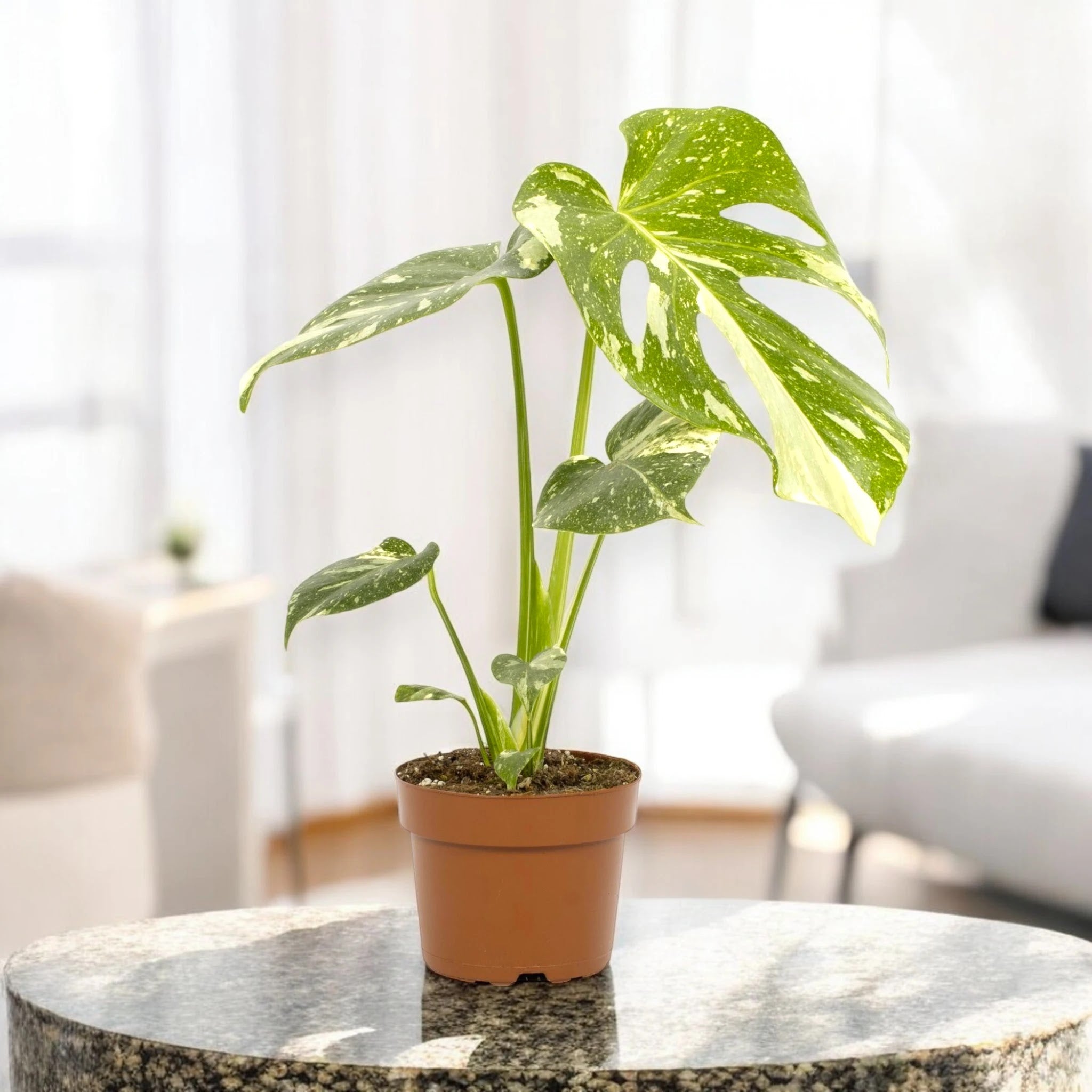 Dettaglio foglia Monstera Thai Constellation con variegatura naturale crema e fenestrazione
